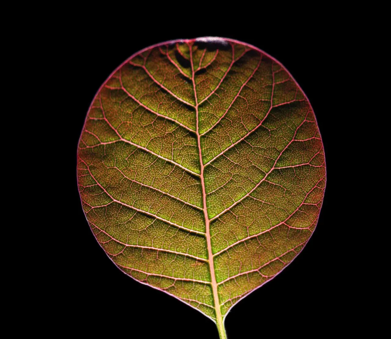 Royal Purple Smoketree (Cotinus Coggygria 'Royal Purple') — rounded shape that requires full sun for optimal color and bloom development