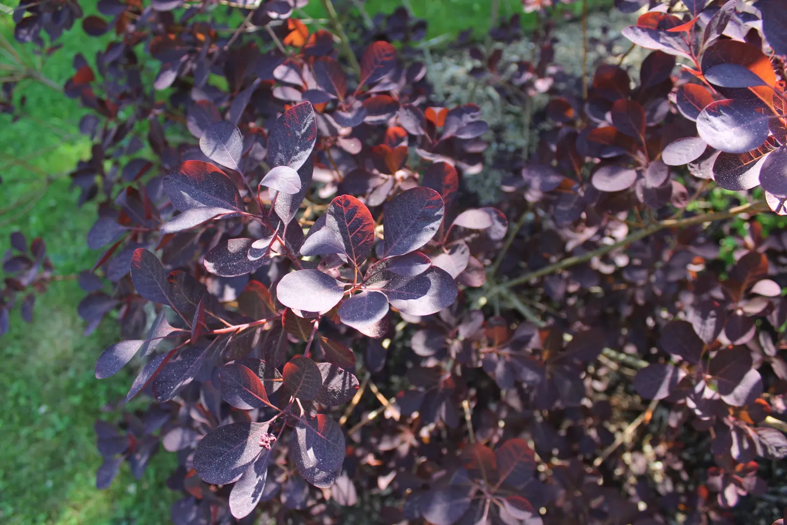 Royal Purple Smoketree (Cotinus Coggygria 'Royal Purple') — it offers low-maintenance allure with moderate growth