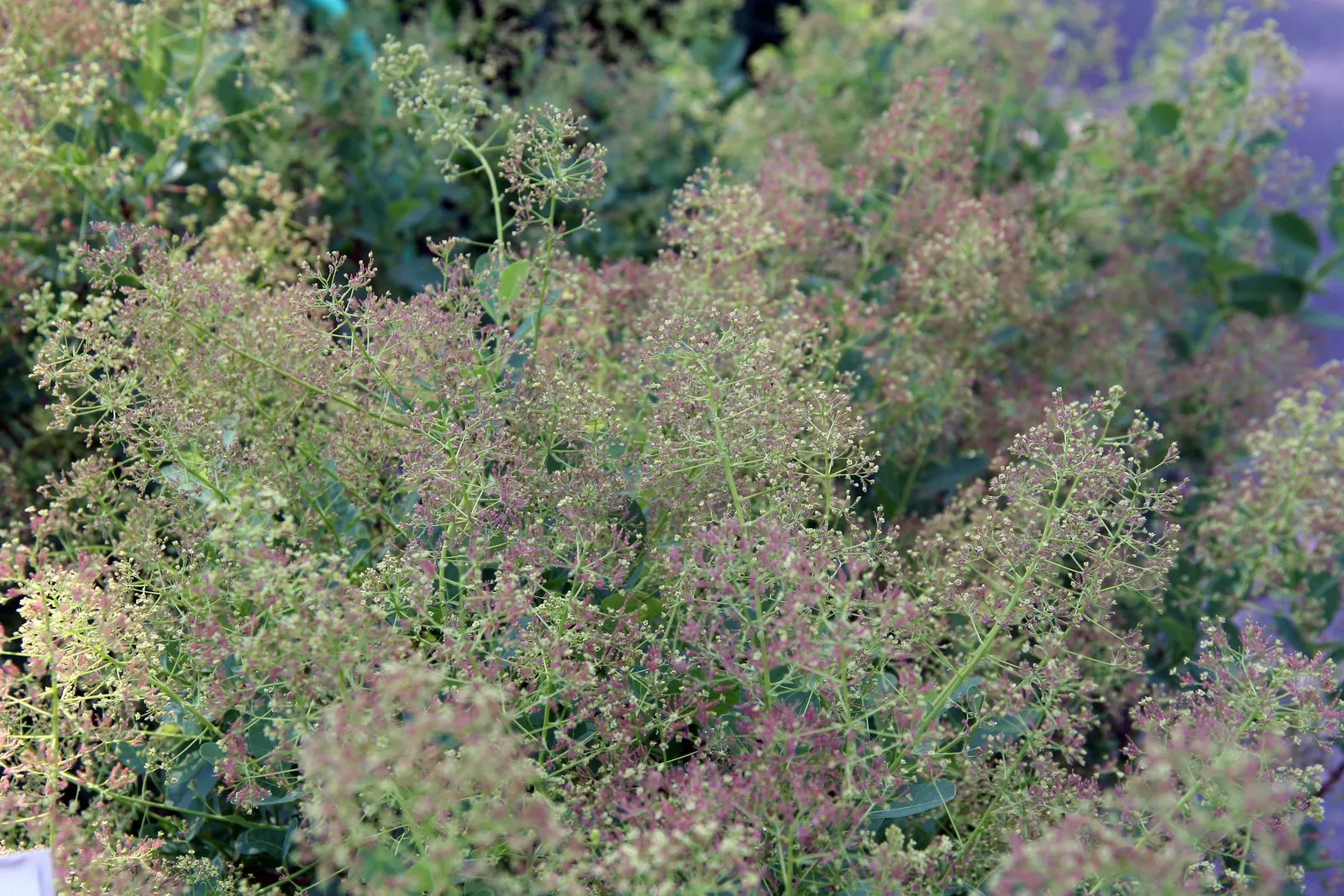 Royal Purple Smoketree (Cotinus Coggygria 'Royal Purple') — purple flowers in the garden