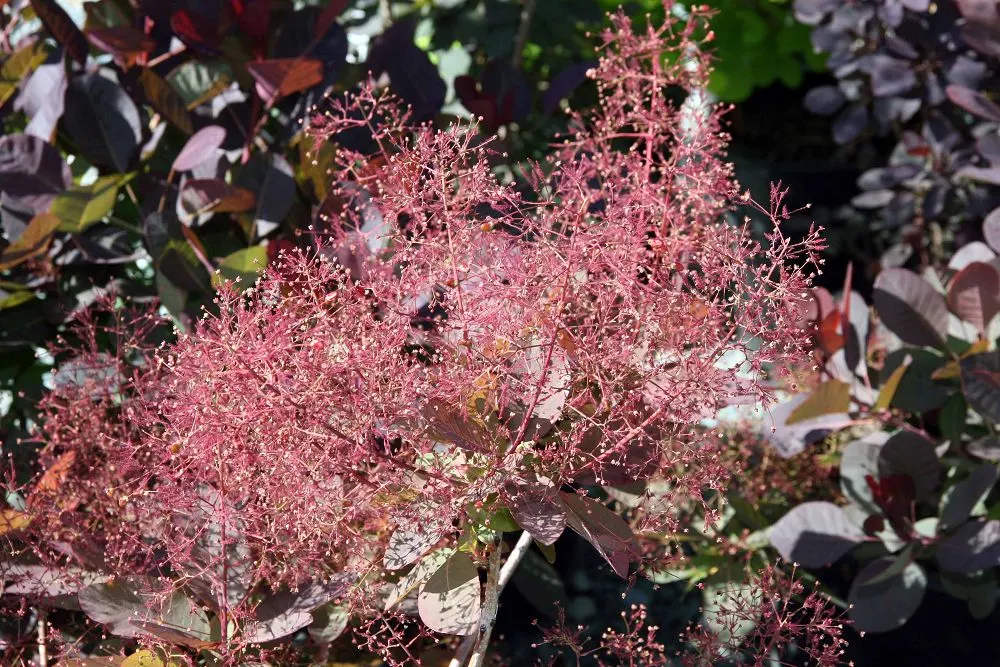 Royal Purple Smoketree (Cotinus Coggygria 'Royal Purple') — making it a striking choice for accent or specimen planting; minimal pruning is necessary