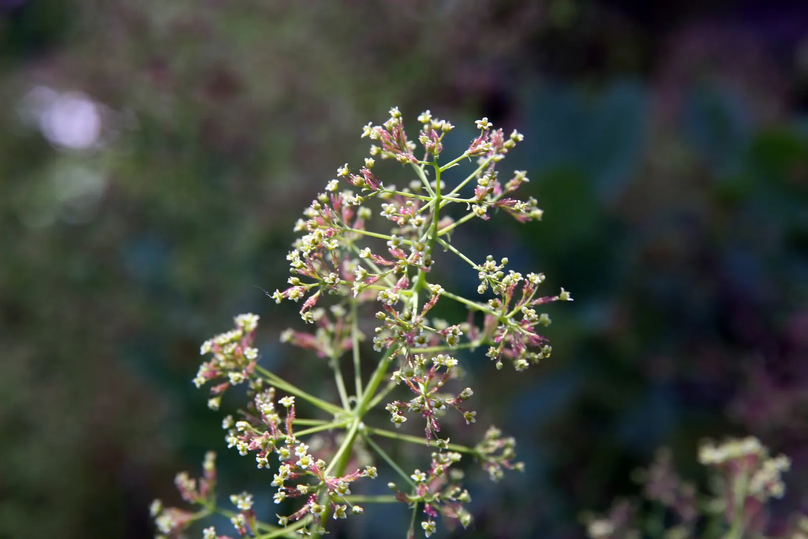 Royal Purple Smoketree (Cotinus Coggygria 'Royal Purple') — maroon-purple leaves that deepen to near-black in sun; thrives in well-drained soil