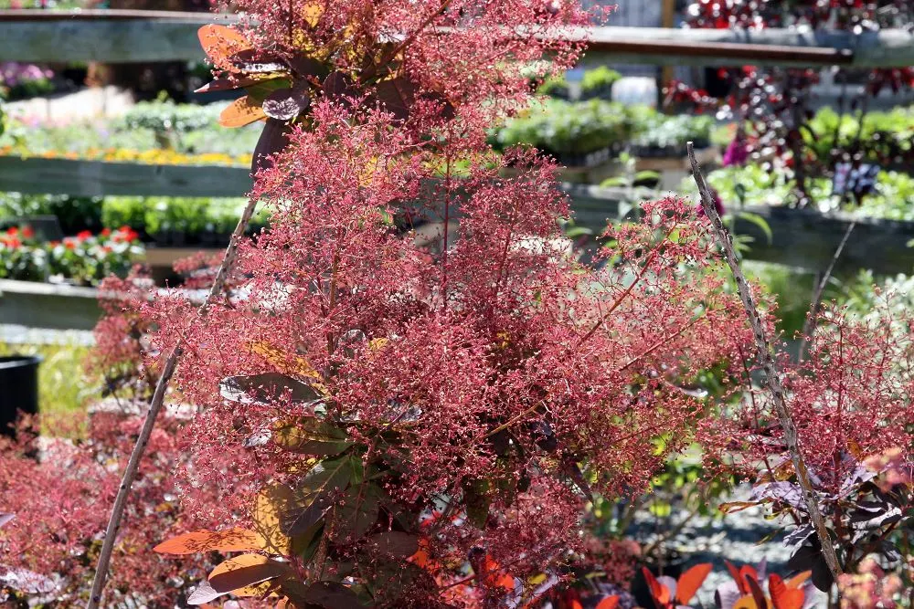 Royal Purple Smoketree (Cotinus Coggygria 'Royal Purple') — shrub / tree for full