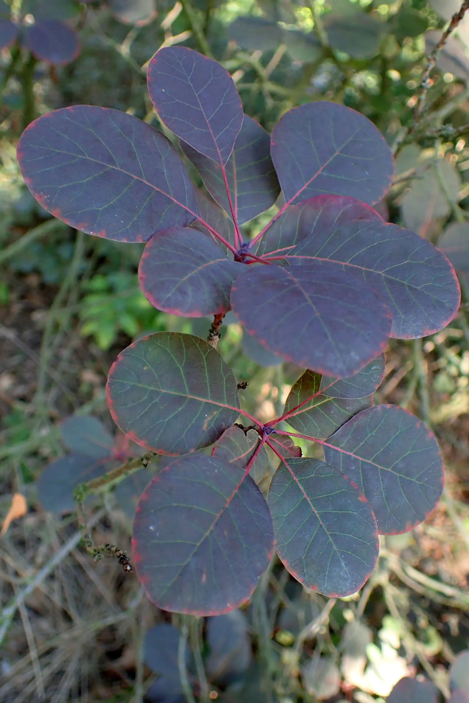 Royal Purple Smoketree (Cotinus Coggygria 'Royal Purple') — and prefers full sun for best color