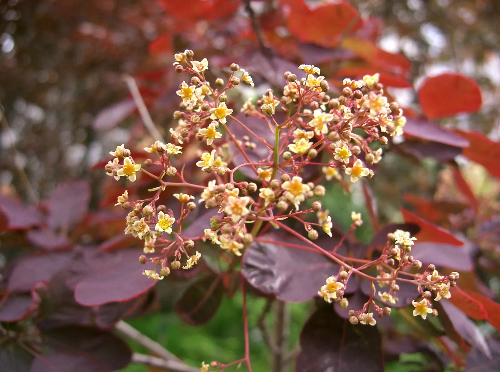 Royal Purple Smoketree (Cotinus Coggygria 'Royal Purple') — Minimal pruning is necessary