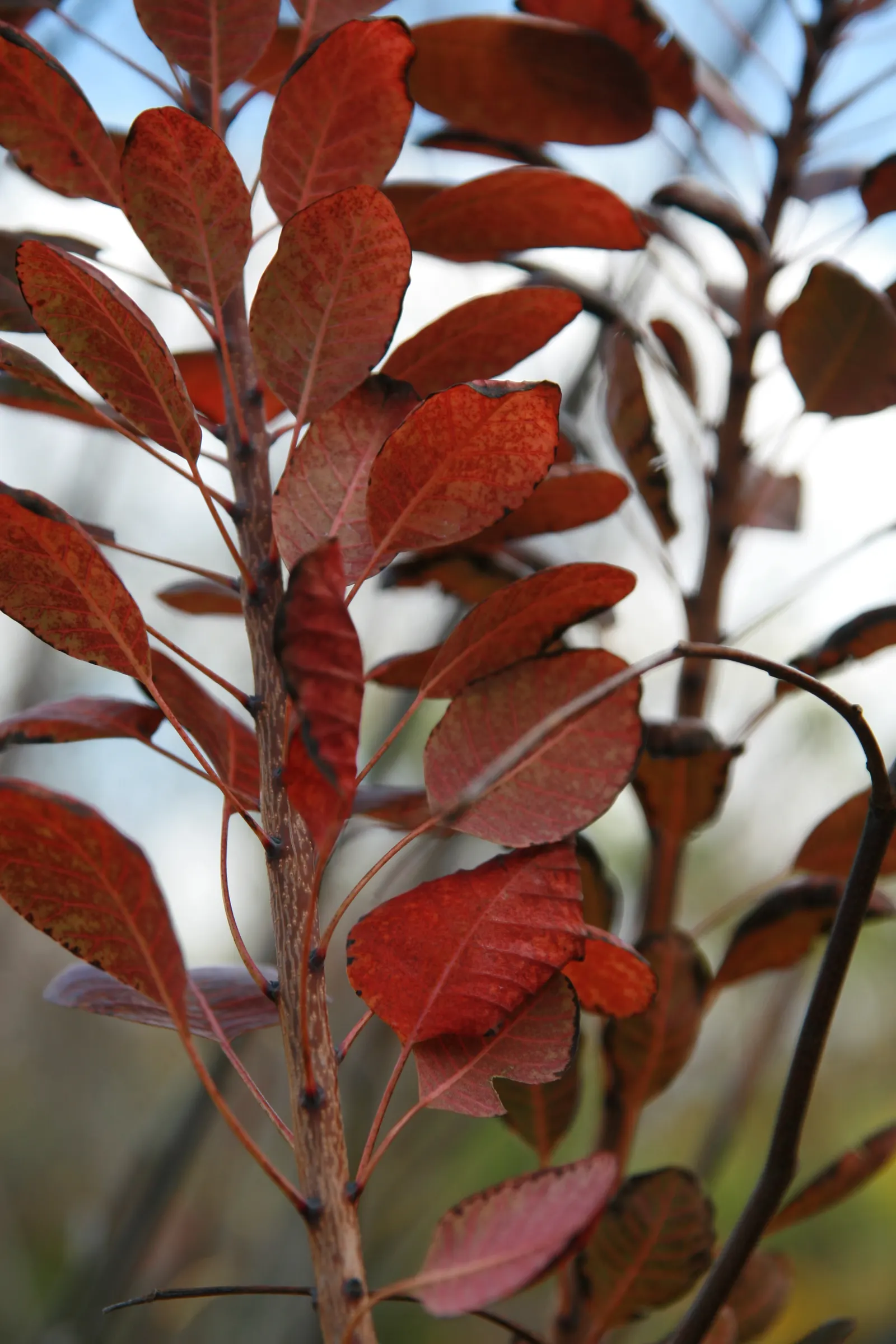Royal Purple Smoketree (Cotinus Coggygria 'Royal Purple') — thrives in well-drained soil