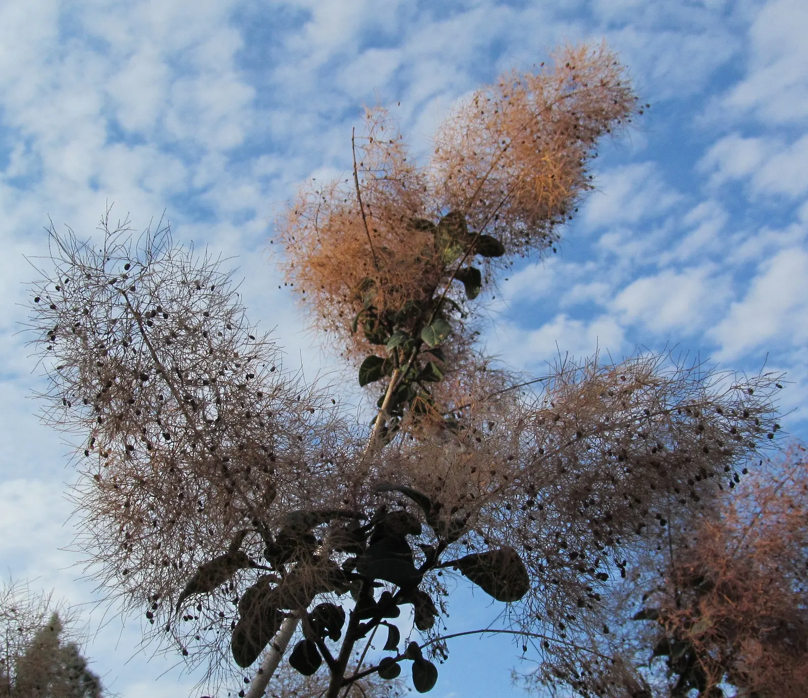 Royal Purple Smoketree (Cotinus Coggygria 'Royal Purple') — The Cotinus coggygria \'Royal Purple\'; maroon-purple leaves that deepen to near-black in sun