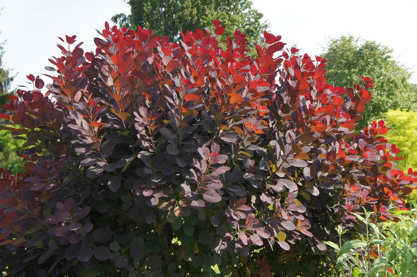 Royal Purple Smoketree (Cotinus Coggygria 'Royal Purple') — This deciduous shrub matures at 10-15ft high and wide; rounded shape that requires full sun for