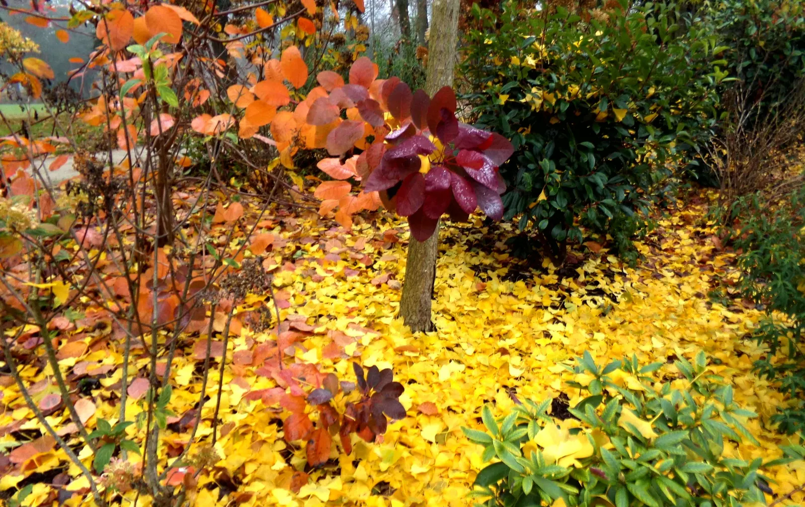 Royal Purple Smoketree (Cotinus Coggygria 'Royal Purple') — The Cotinus coggygria \'Royal Purple\'