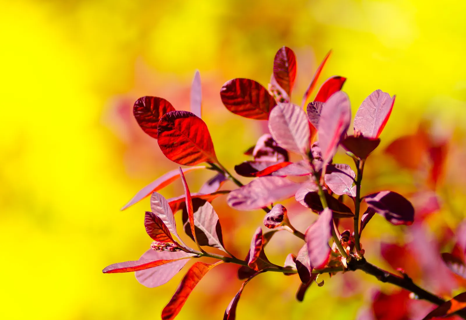 Royal Purple Smoketree (Cotinus Coggygria 'Royal Purple') — commonly referred to as the Royal Purple Smoke Tree