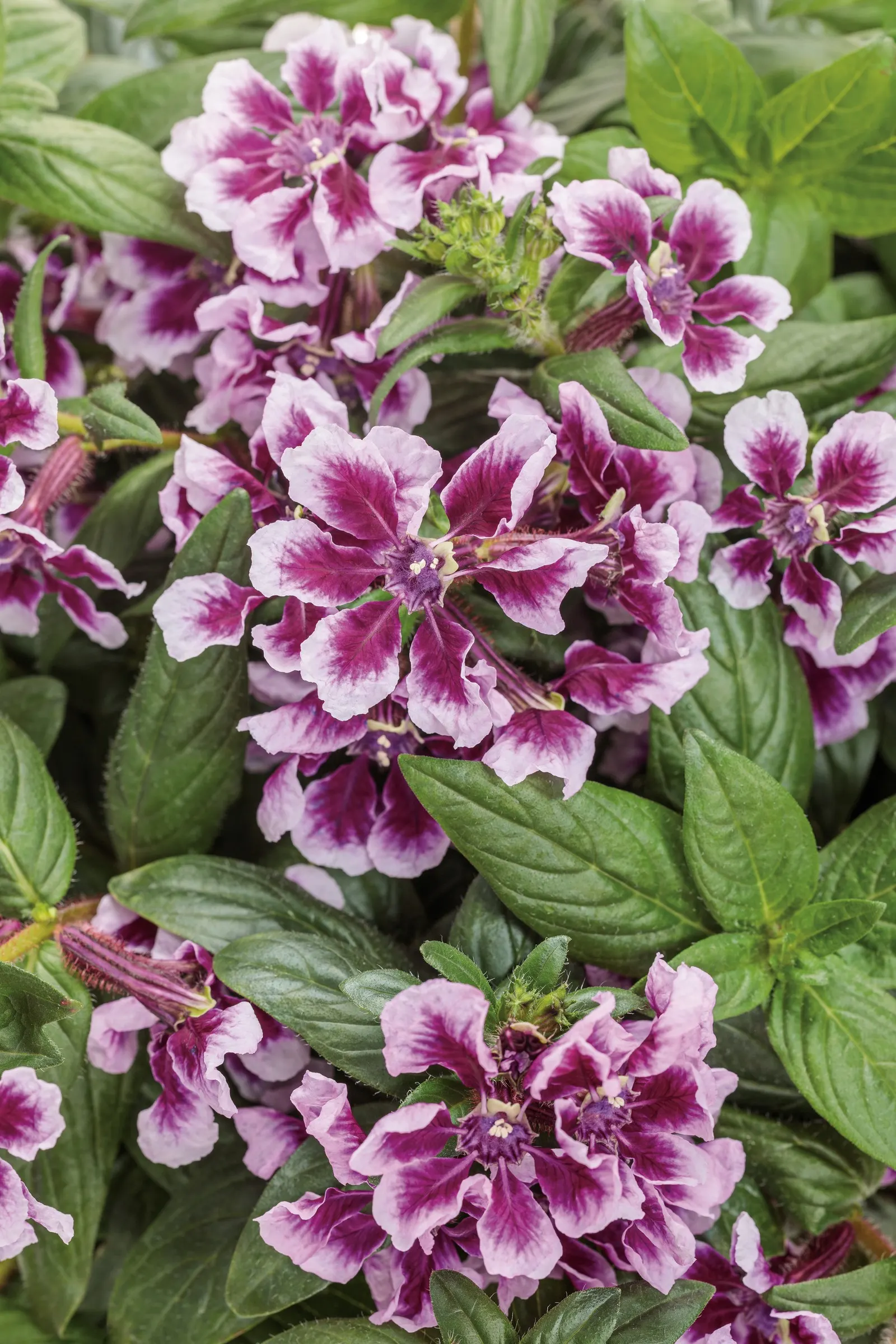 Frosted Violets™ cuphea (Cuphea procumbens) — Frosted Violets™ cuphea grows 8-16 inches tall and spreads 12-18 inches in a tidy mound