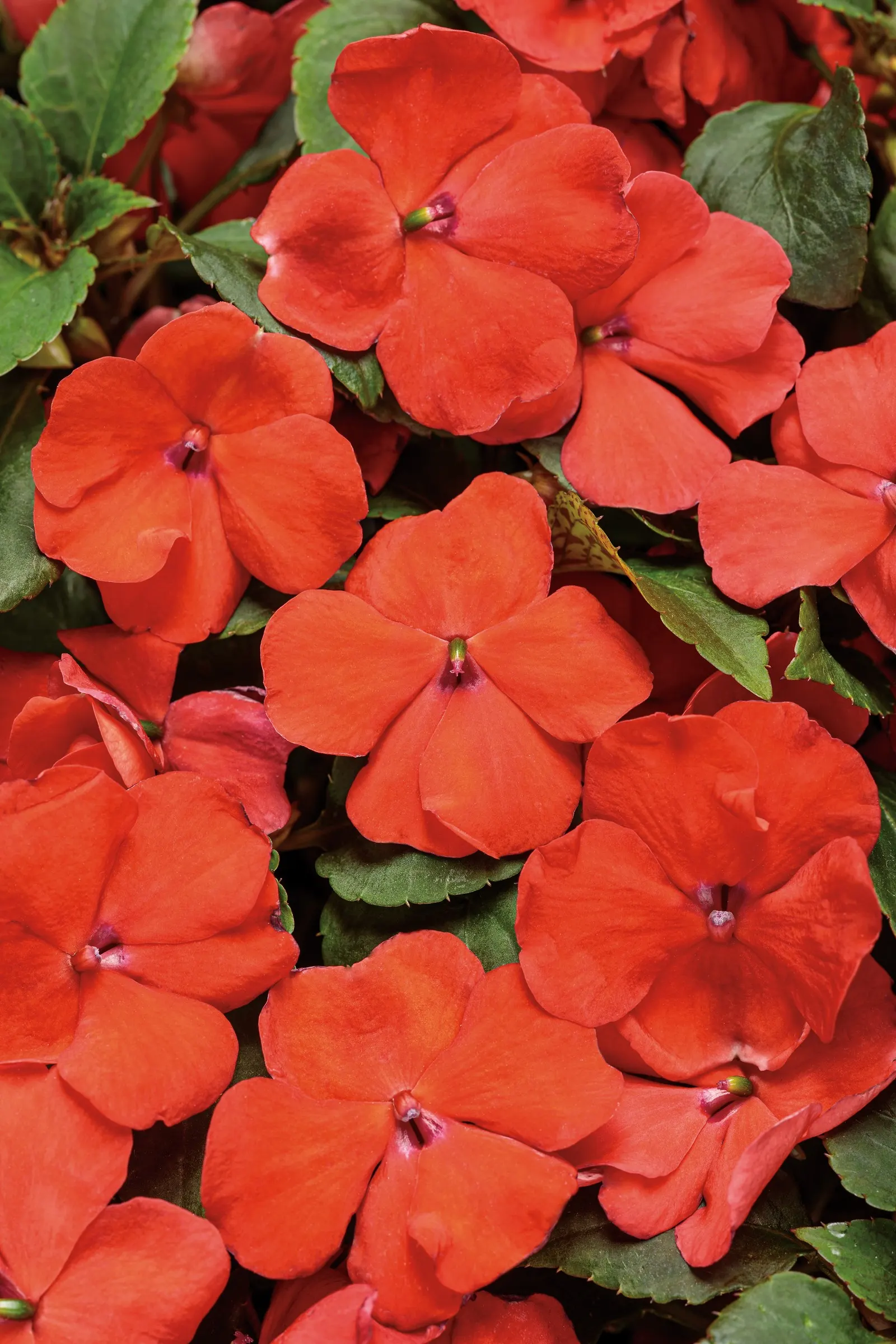 Orange Bedding Impatiens (Impatiens walleriana) — It grows 10-15 inches tall and spreads 12-14 inches, forming a compact cushion of color