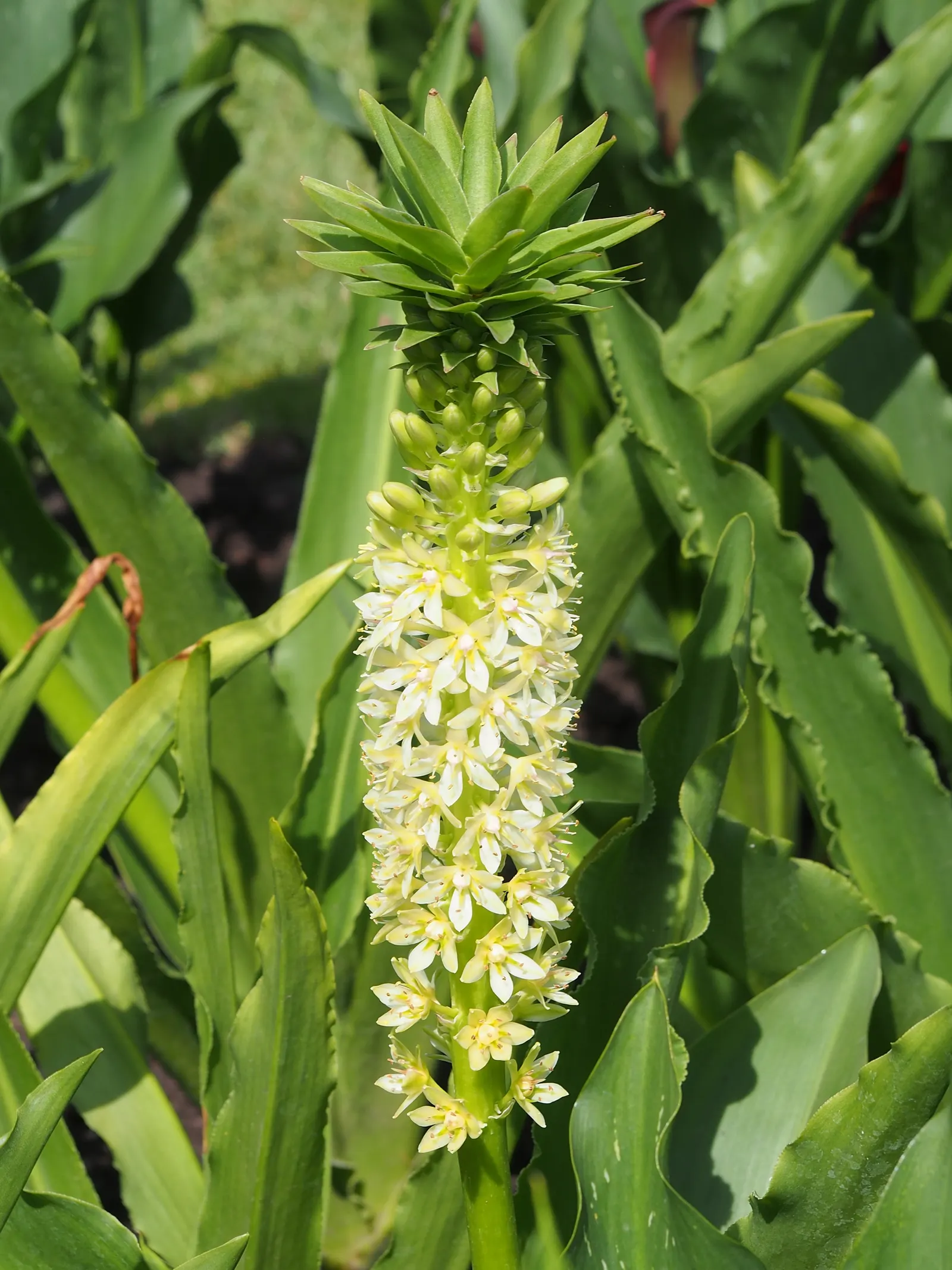 Giant Pineapple Lilly (Eucomis Pallidiflora) — wavy-edged leaves that can grow up to 2 to 3 feet in length; which can serve as an eye-catching focal point in