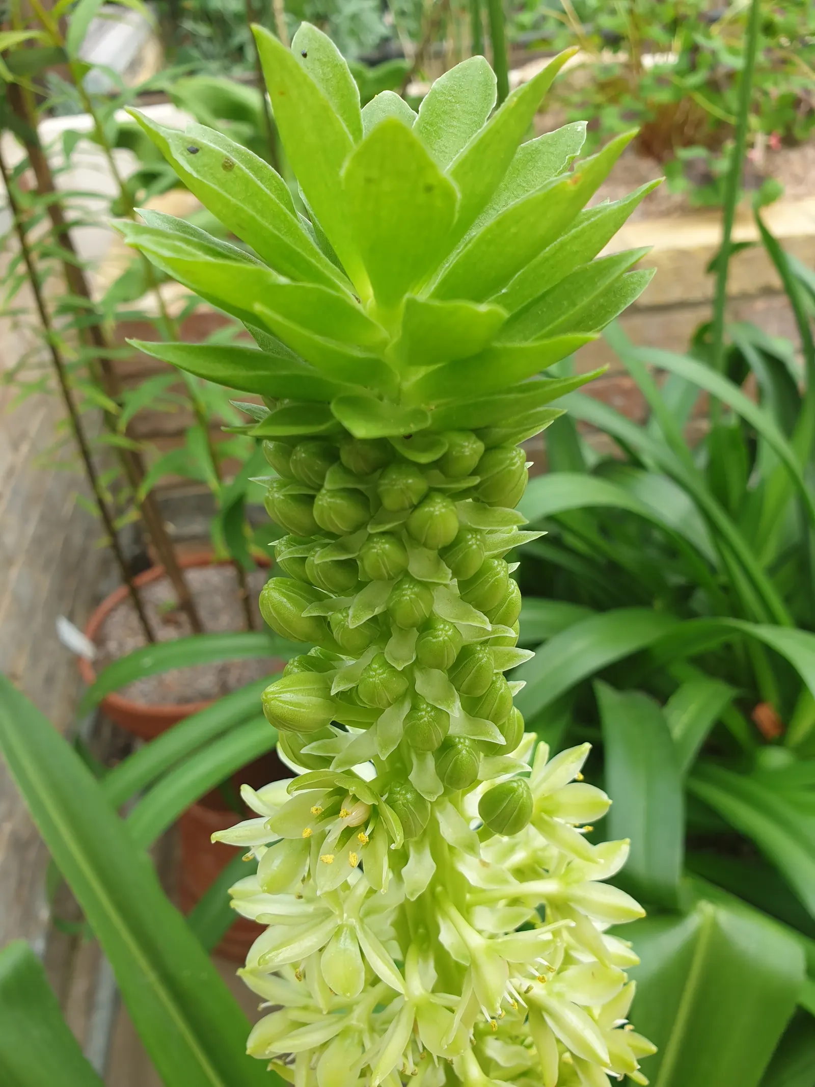 Giant Pineapple Lilly (Eucomis Pallidiflora) — bulb with white and yellow blooms; creating a dramatic display against the strap-like