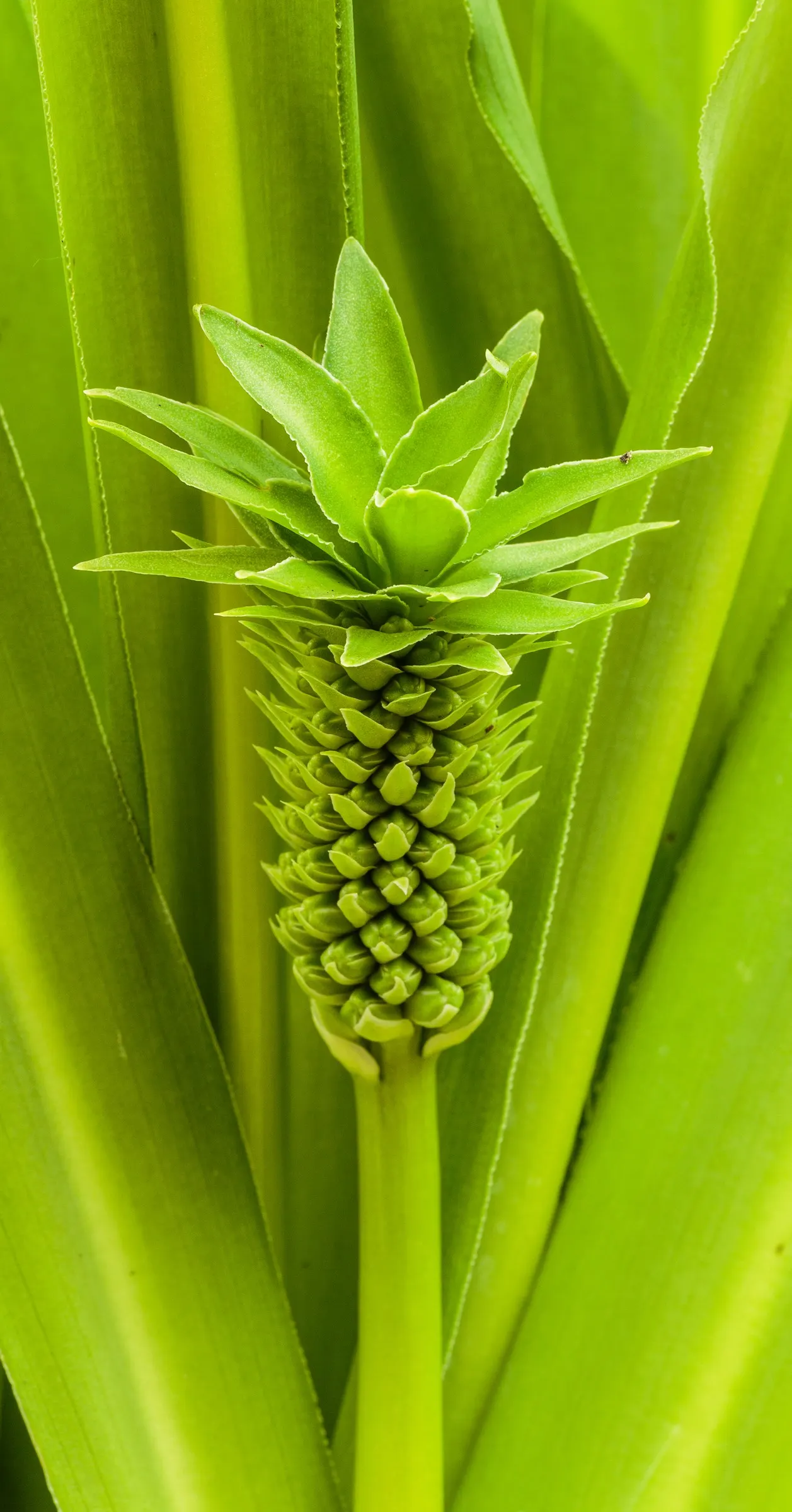 Giant Pineapple Lilly (Eucomis Pallidiflora) — scientifically known as Eucomis pallidiflora