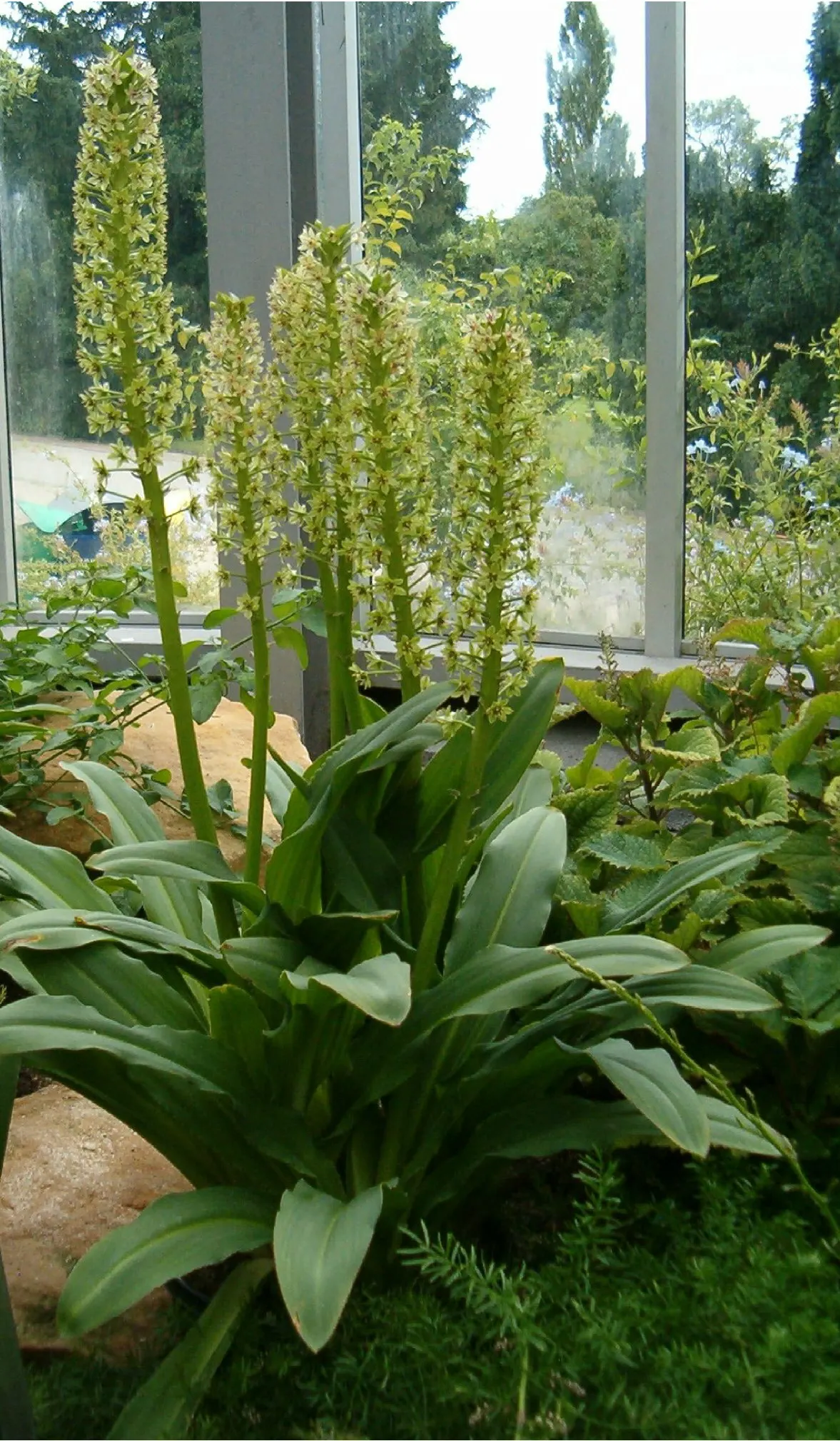 Giant Pineapple Lilly (Eucomis Pallidiflora) — Hardy in zones 7-10, it prefers full sun; bulb for half