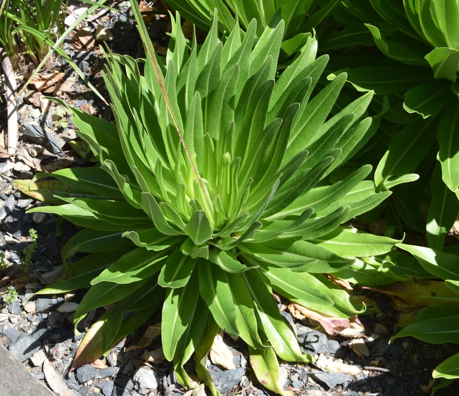 Giant Pineapple Lilly (Eucomis Pallidiflora) — growing to a height of 3-4 feet with a spread of 1-2 feet; hardy in zones 7-10, it prefers full sun