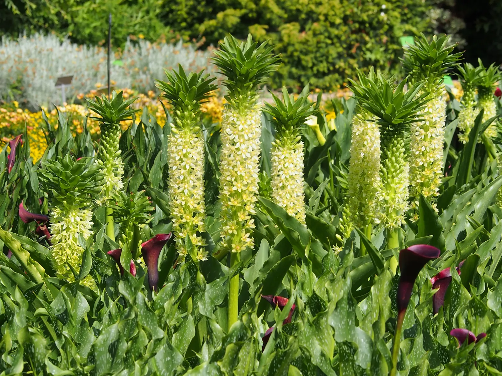 Giant Pineapple Lilly (Eucomis Pallidiflora) — enhancing the biodiversity of the garden environment; growing to a height of 3-4 feet with a spread of 1-2 feet