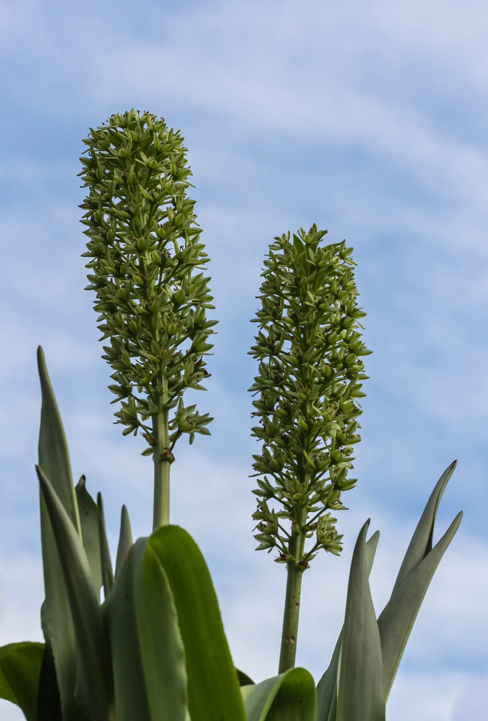 Giant Pineapple Lilly (Eucomis Pallidiflora) — Requires well-drained soil and moderate watering