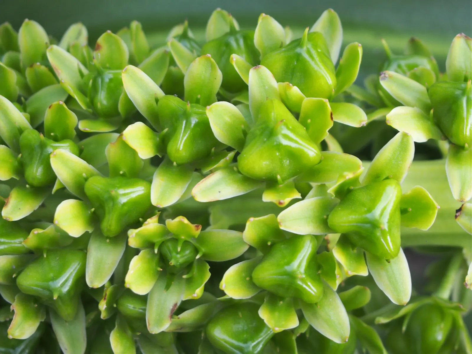 Giant Pineapple Lilly (Eucomis Pallidiflora) — star-shaped flowers which are pale green or cream-colored, image 38