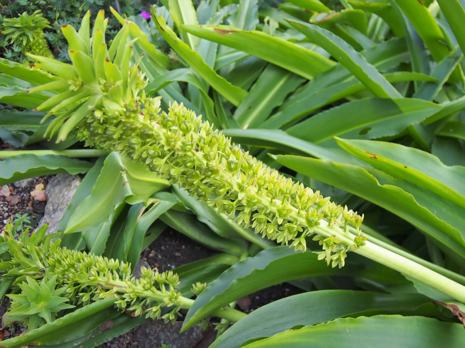 Giant Pineapple Lilly (Eucomis Pallidiflora) — is a distinctive and striking perennial plant; the creamy-white, star-shaped blooms and purple-spotted stems add