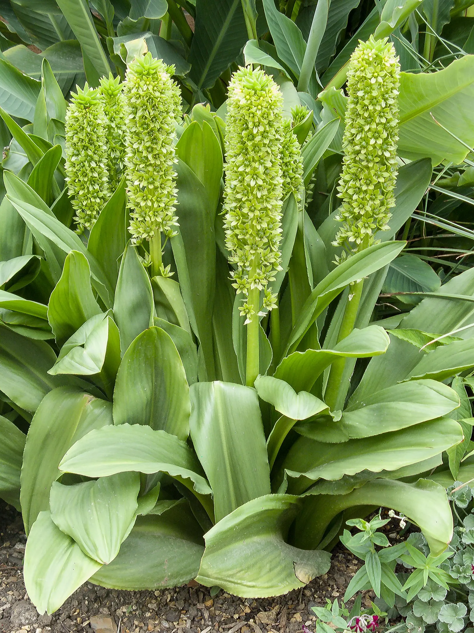 Giant Pineapple Lilly (Eucomis Pallidiflora) — Originating from South Africa; <br><br>When incorporating Eucomis pallidiflora into a landscape