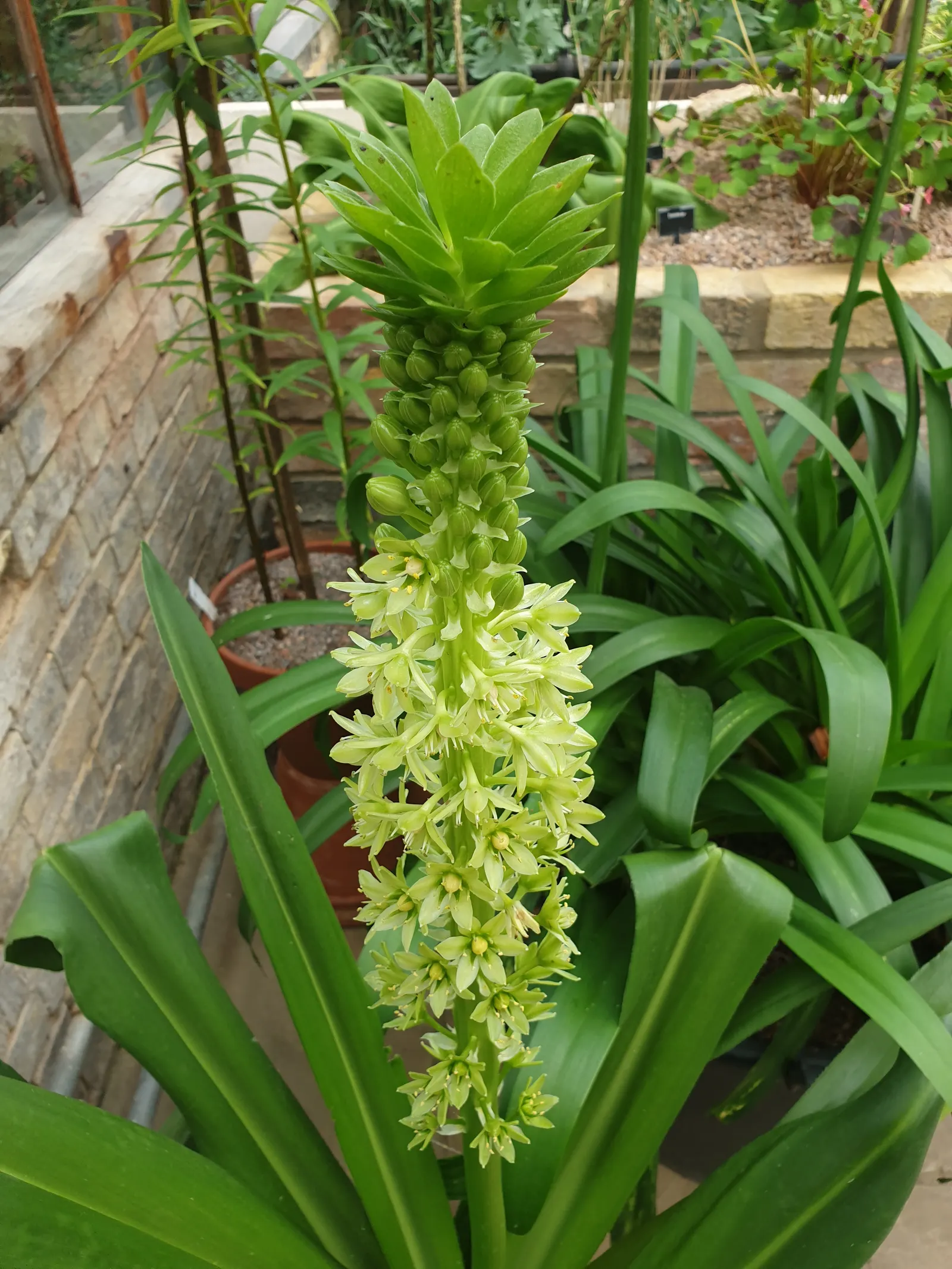 Giant Pineapple Lilly (Eucomis Pallidiflora) — <br><br>When incorporating Eucomis pallidiflora into a landscape; wavy-edged leaves that can grow up to 2 to 3