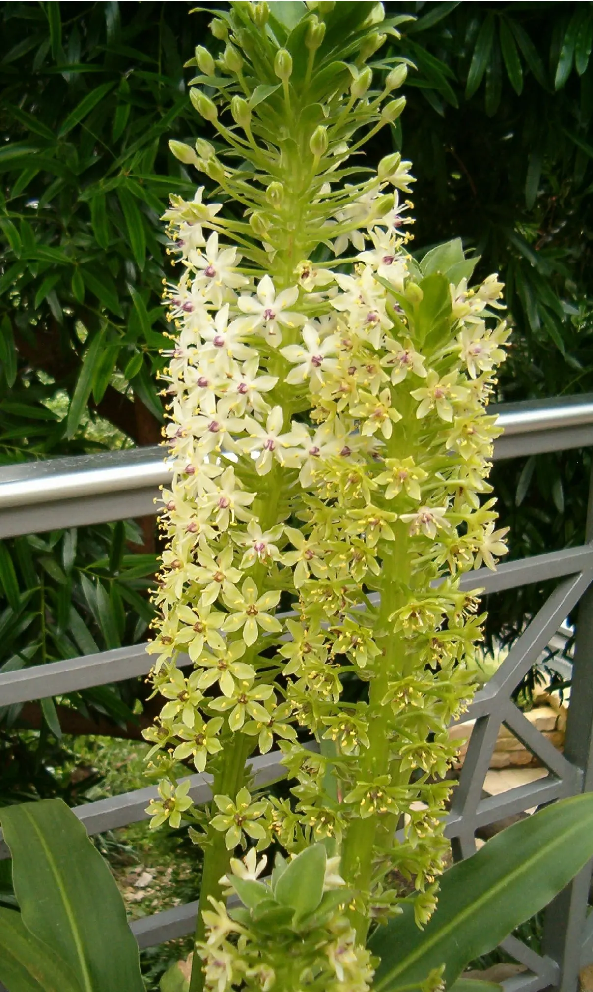 Giant Pineapple Lilly (Eucomis Pallidiflora) — with a spread of approximately 1 to 2 feet