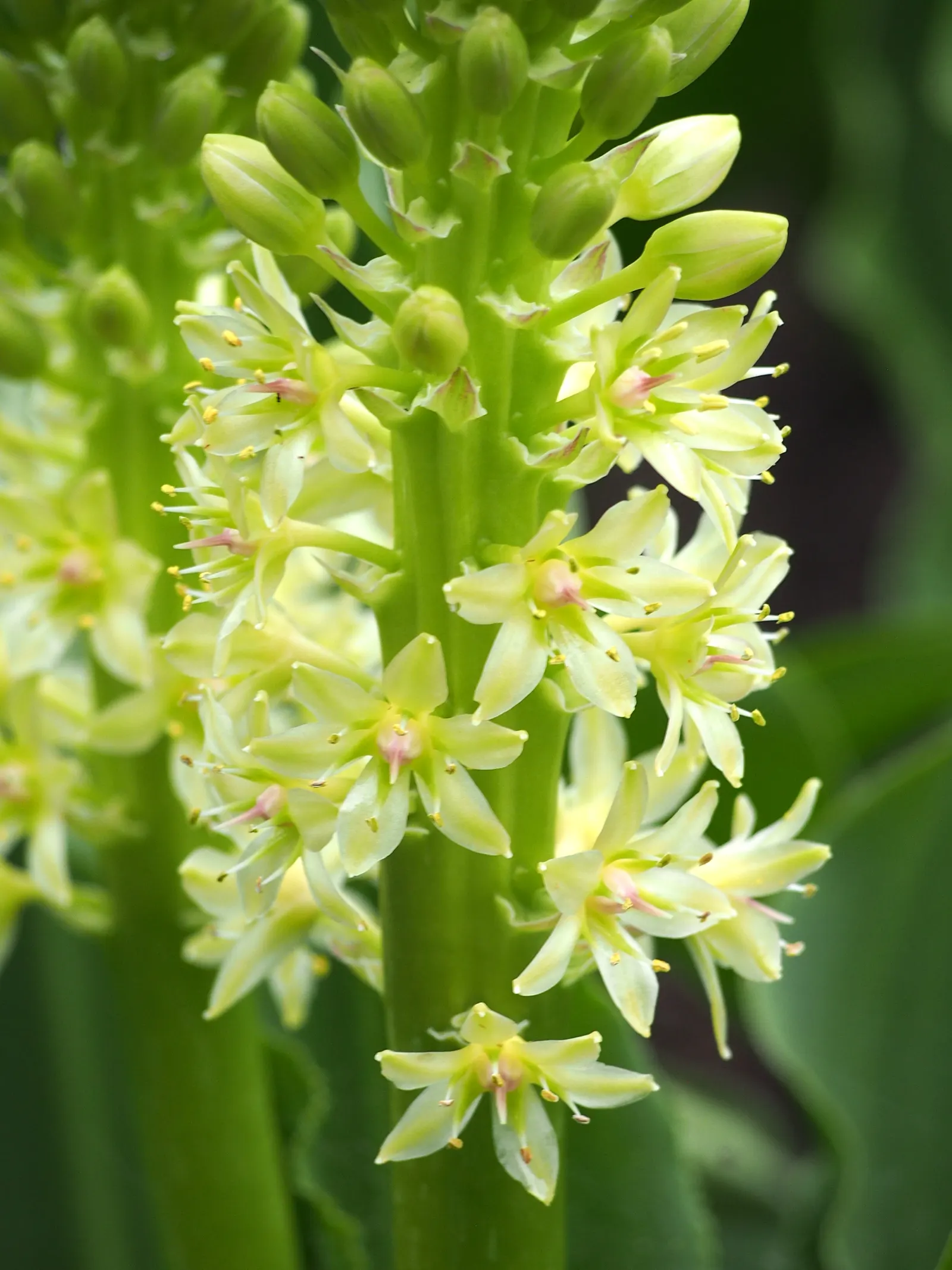 Giant Pineapple Lilly (Eucomis Pallidiflora) — especially during its active growth in the warmer months