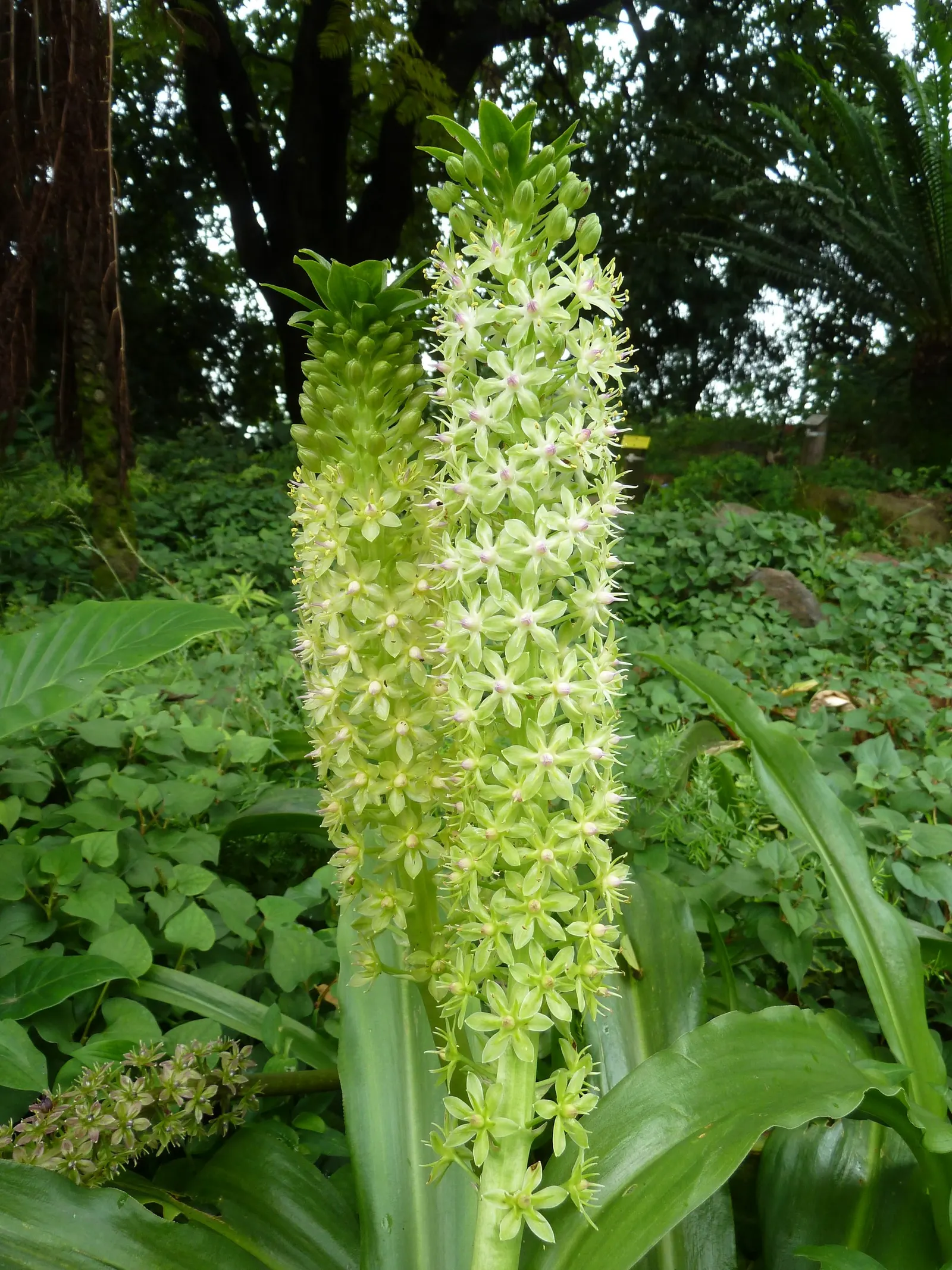 Giant Pineapple Lilly (Eucomis Pallidiflora) — well-drained soil and requires moderate watering