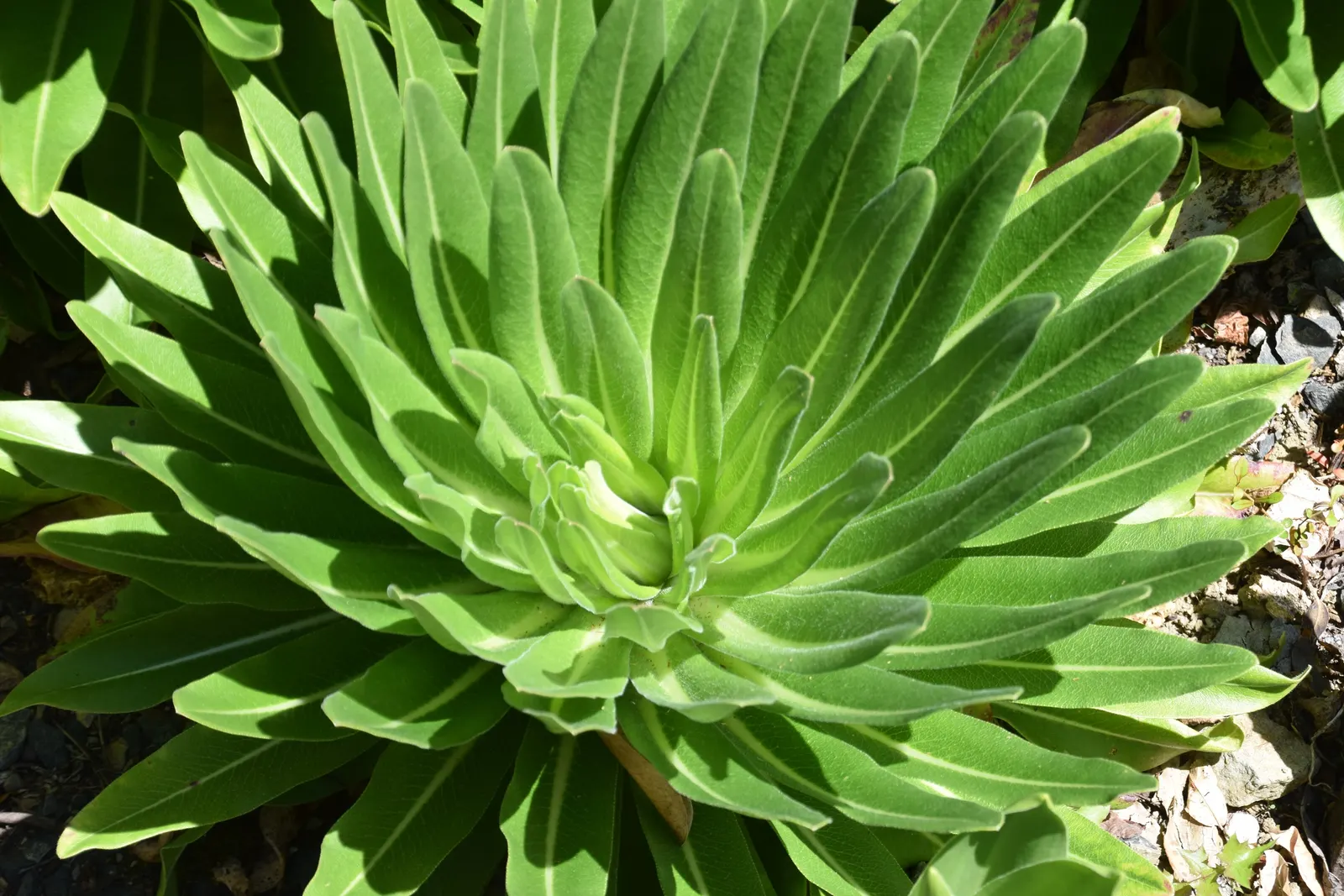 Giant Pineapple Lilly (Eucomis Pallidiflora) — The creamy-white, star-shaped blooms and purple-spotted stems add visual interest