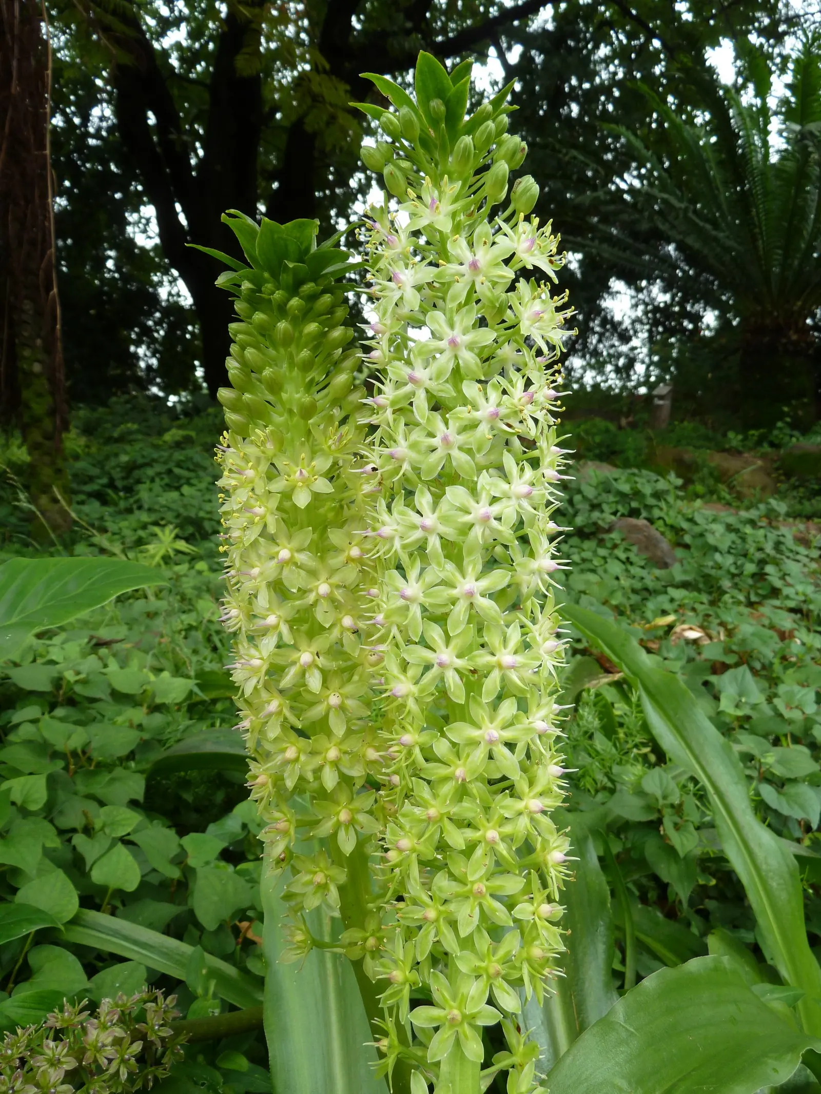 Giant Pineapple Lilly (Eucomis Pallidiflora) — or even as a unique container specimen