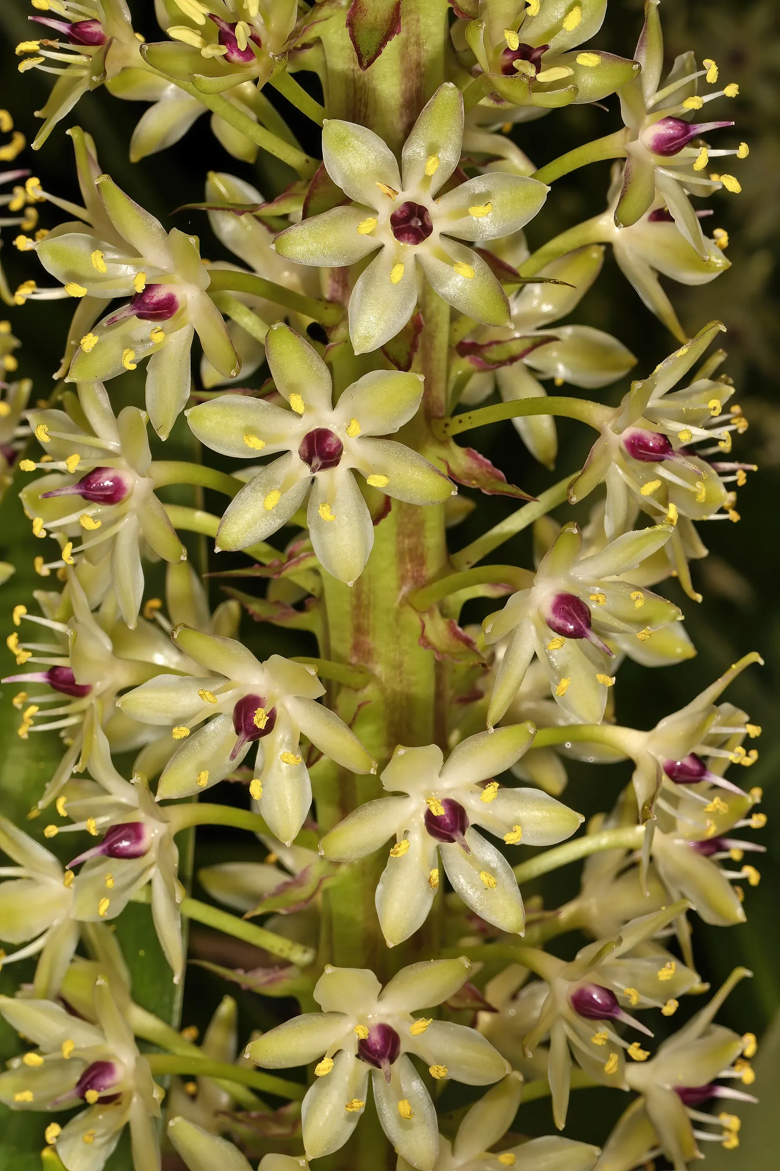 Giant Pineapple Lilly (Eucomis Pallidiflora) — lending to its common name.<br><br>The Pineapple Lily can reach a height of 3 to 4 feet; bulb with white and