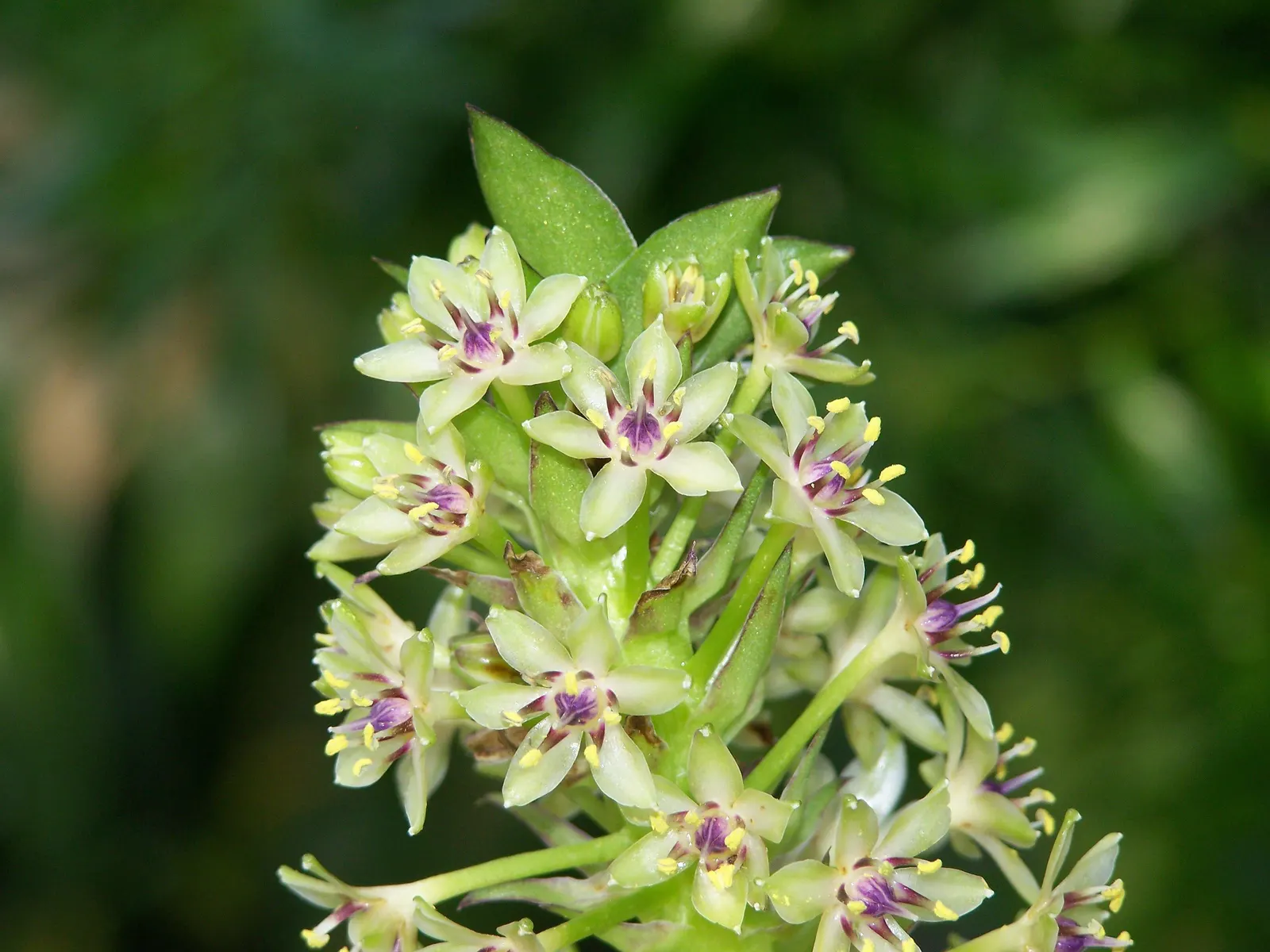 Giant Pineapple Lilly (Eucomis Pallidiflora) — enhancing the biodiversity of the garden environment