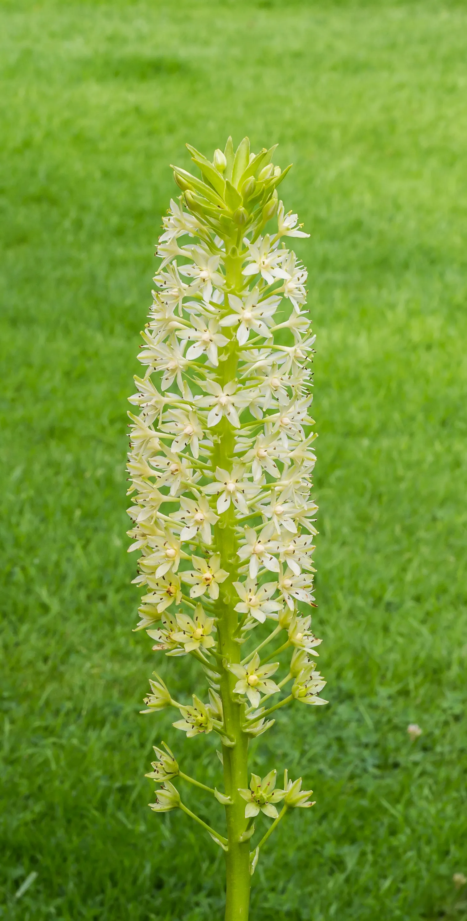 Giant Pineapple Lilly (Eucomis Pallidiflora) — lending to its common name.<br><br>The Pineapple Lily can reach a height of 3 to 4 feet
