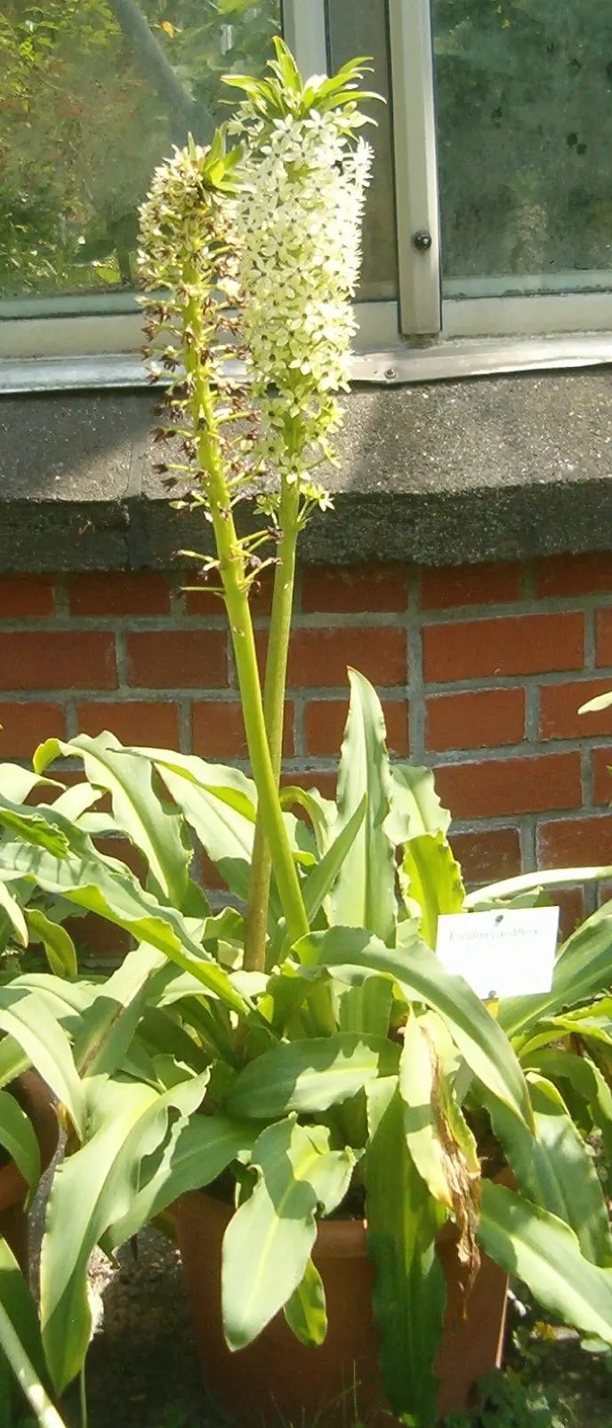 Giant Pineapple Lilly (Eucomis Pallidiflora) — is a distinctive and striking perennial plant