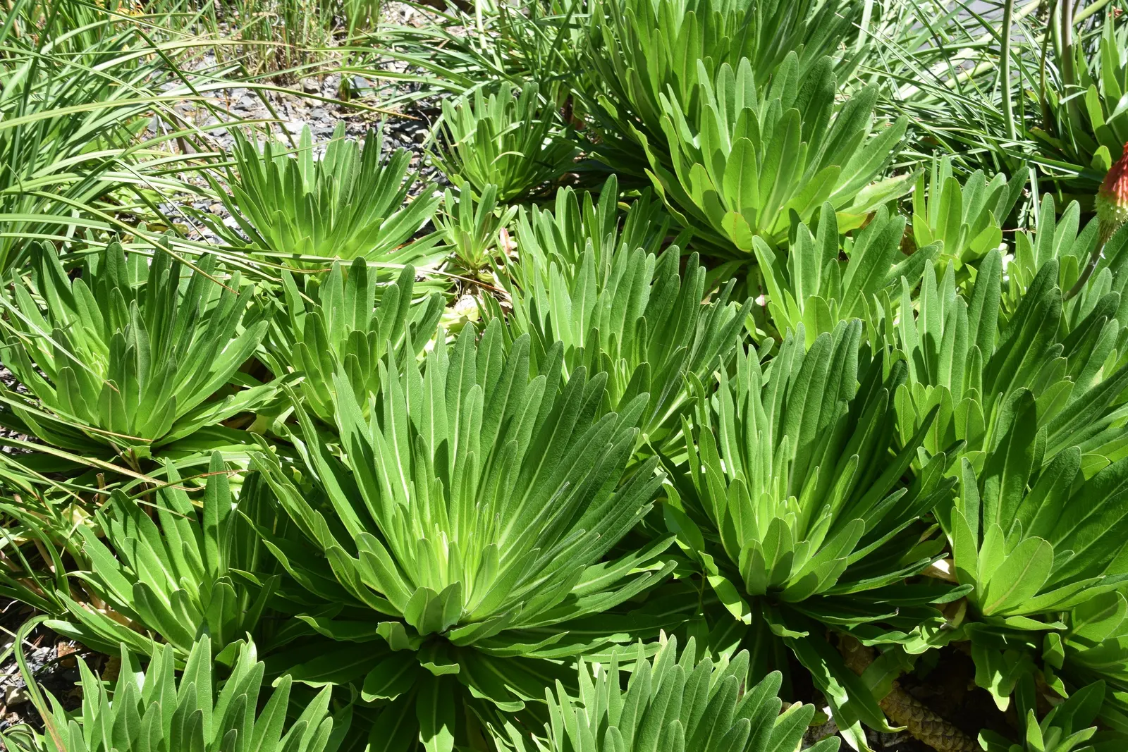 Giant Pineapple Lilly (Eucomis Pallidiflora) — star-shaped flowers which are pale green or cream-colored