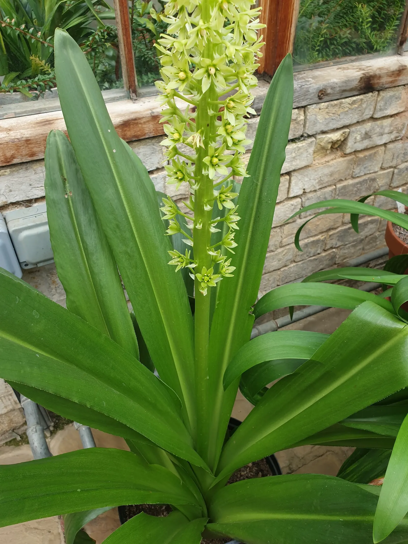 Giant Pineapple Lilly (Eucomis Pallidiflora) — bulb with white and yellow blooms