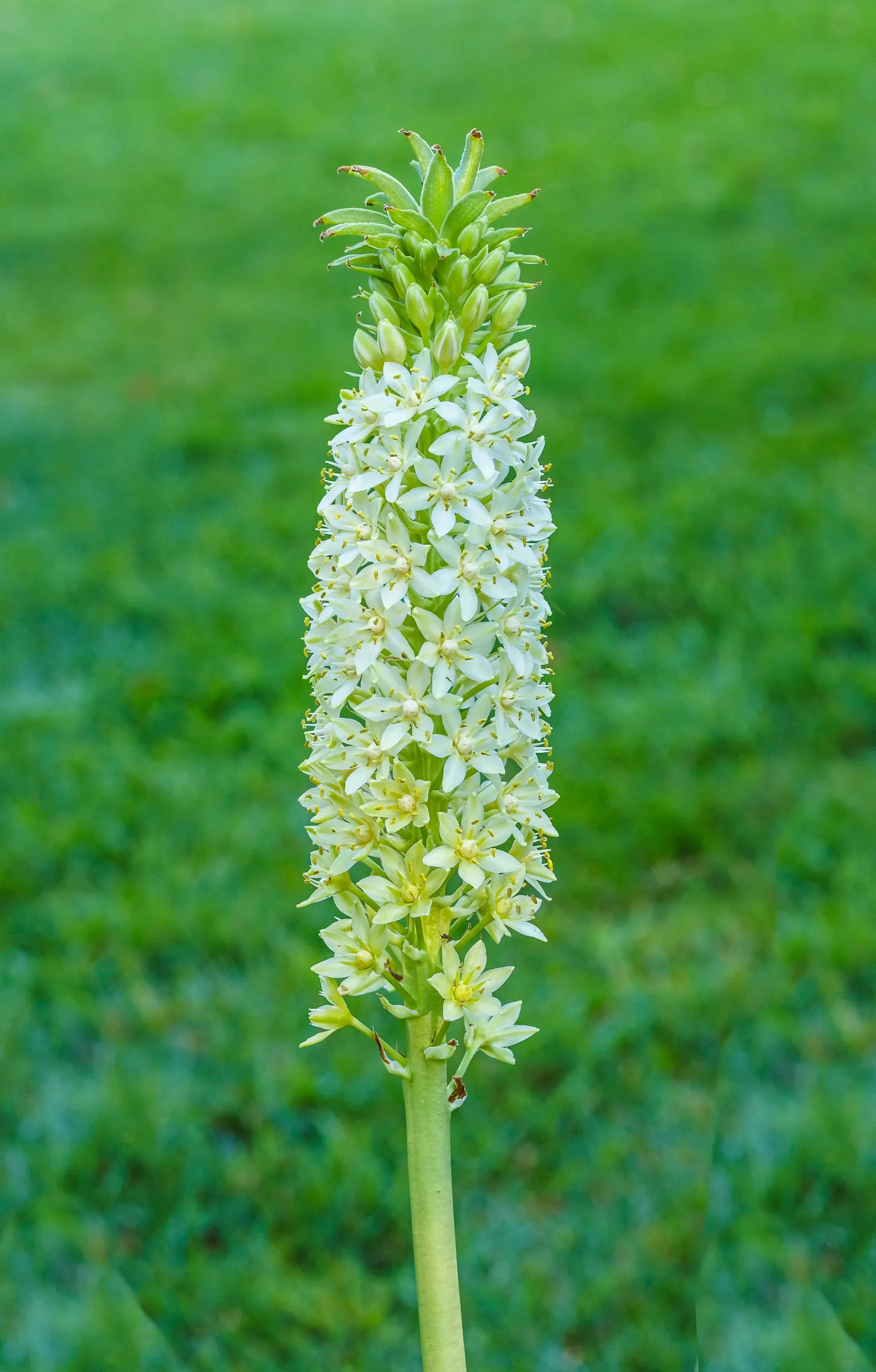 Giant Pineapple Lilly (Eucomis Pallidiflora) — Provides dramatic texture and height to borders; spectacular when clustered; scientifically known as Eucomis