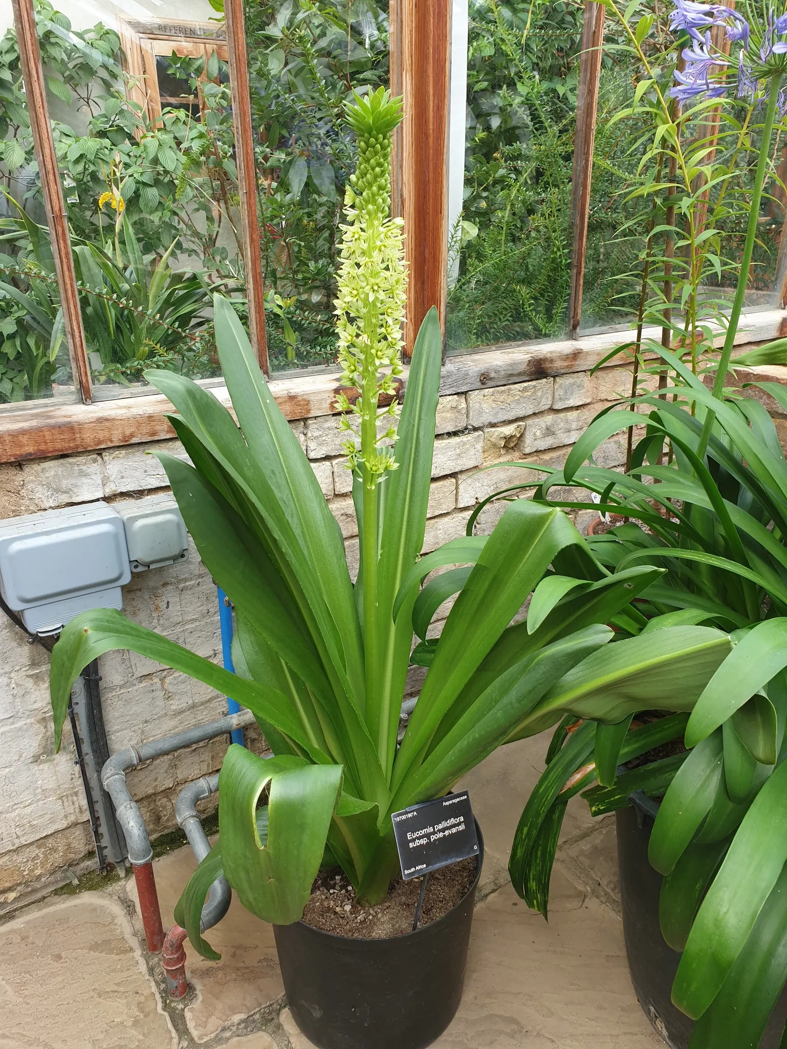 Giant Pineapple Lilly (Eucomis Pallidiflora) — with a spread of approximately 1 to 2 feet; requires well-drained soil and moderate watering