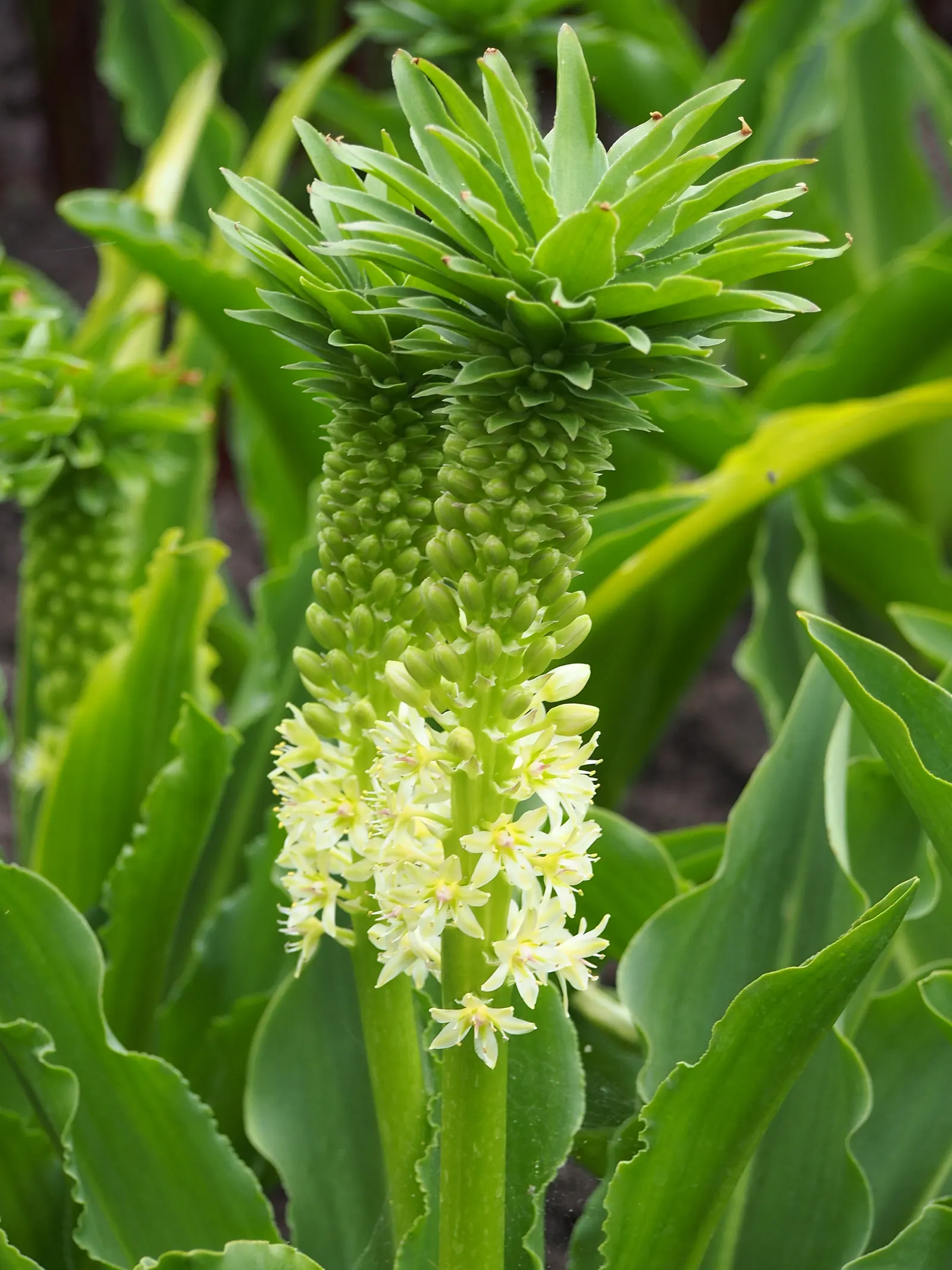 Giant Pineapple Lilly (Eucomis Pallidiflora) — While hardy to USDA zones 7 through 10; with a spread of approximately 1 to 2 feet