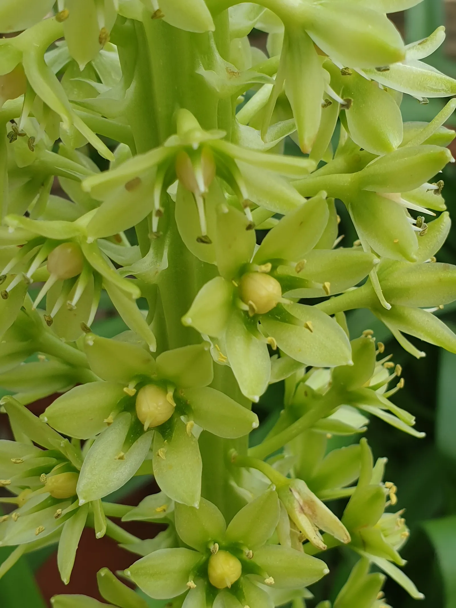 Giant Pineapple Lilly (Eucomis Pallidiflora) — especially during its active growth in the warmer months; provides dramatic texture and height to borders