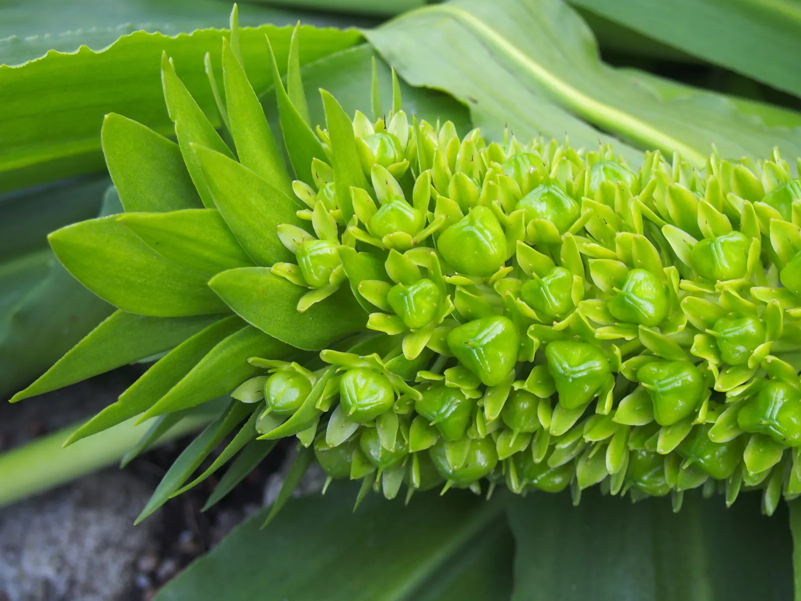 Giant Pineapple Lilly (Eucomis Pallidiflora) — Requires well-drained soil and moderate watering; these blossoms typically appear in mid to late summer