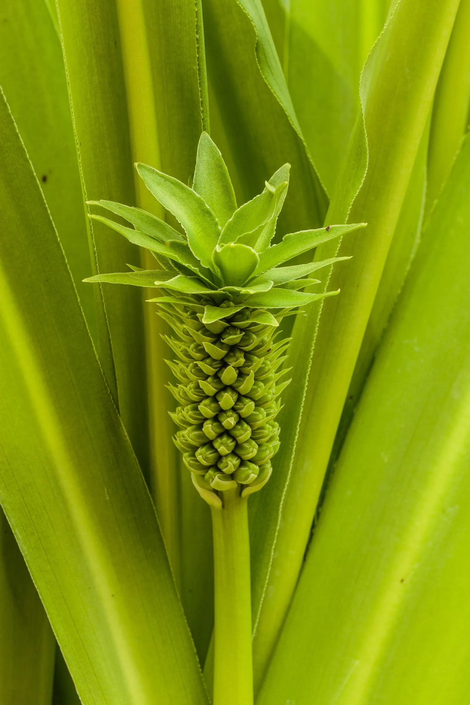 Giant Pineapple Lilly (Eucomis Pallidiflora) — The creamy-white, star-shaped blooms and purple-spotted stems add visual interest; well-drained soil and