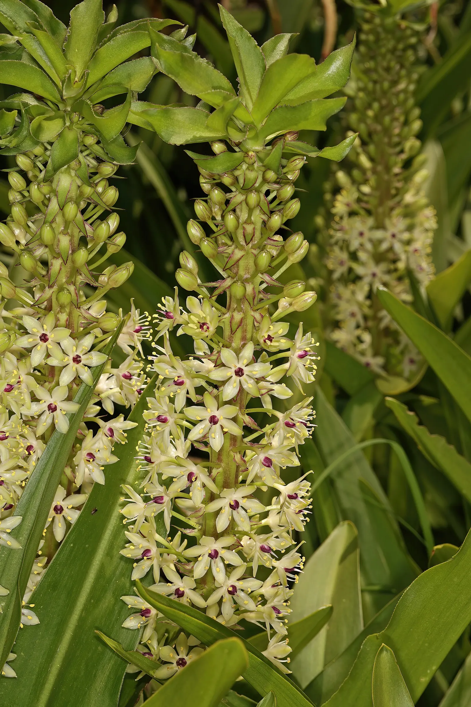 Giant Pineapple Lilly (Eucomis Pallidiflora) — which can serve as an eye-catching focal point in any garden design; originating from South Africa