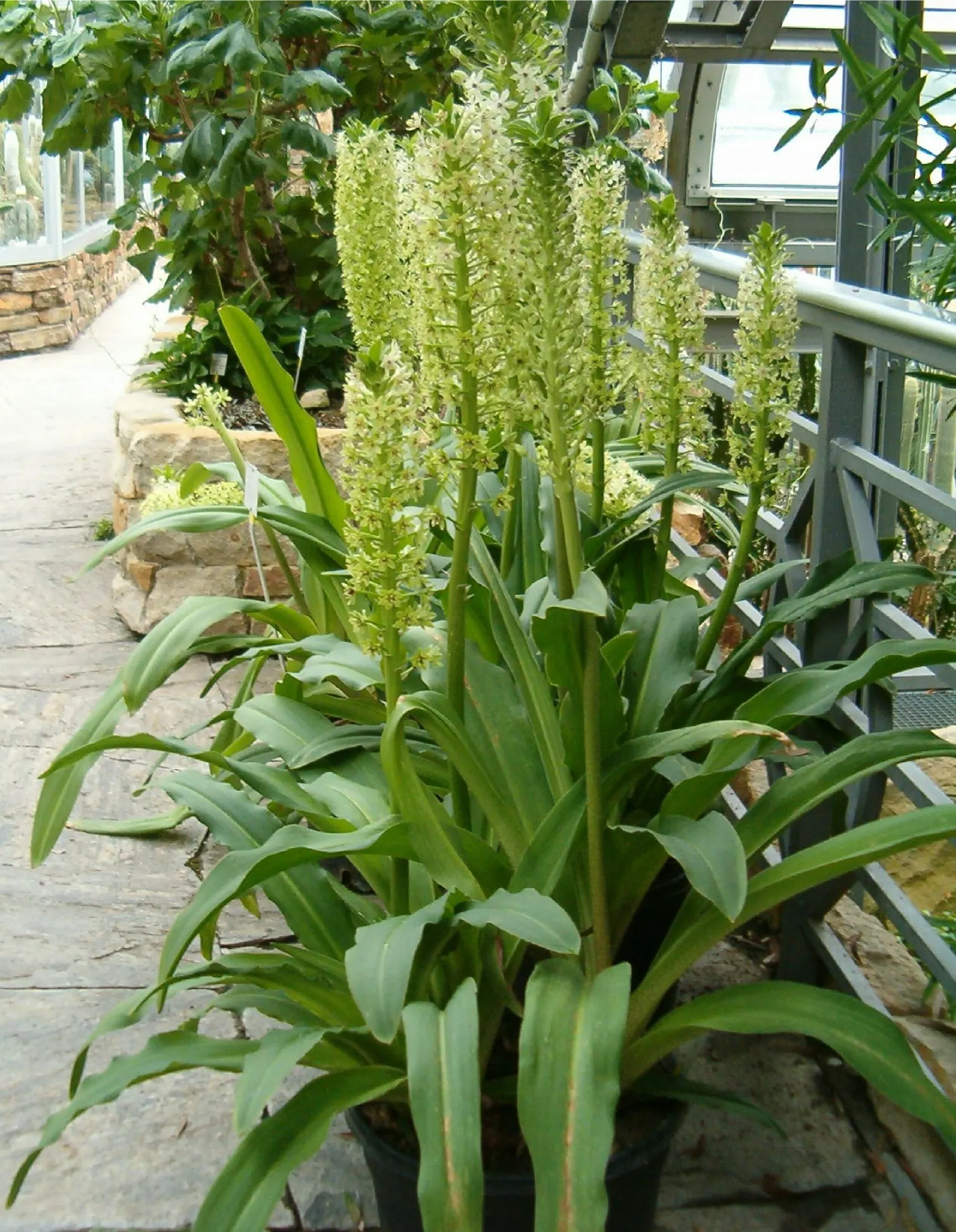 Giant Pineapple Lilly (Eucomis Pallidiflora) — Provides dramatic texture and height to borders; spectacular when clustered