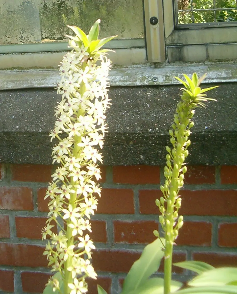 Giant Pineapple Lilly (Eucomis Pallidiflora) — <br><br>When incorporating Eucomis pallidiflora into a landscape