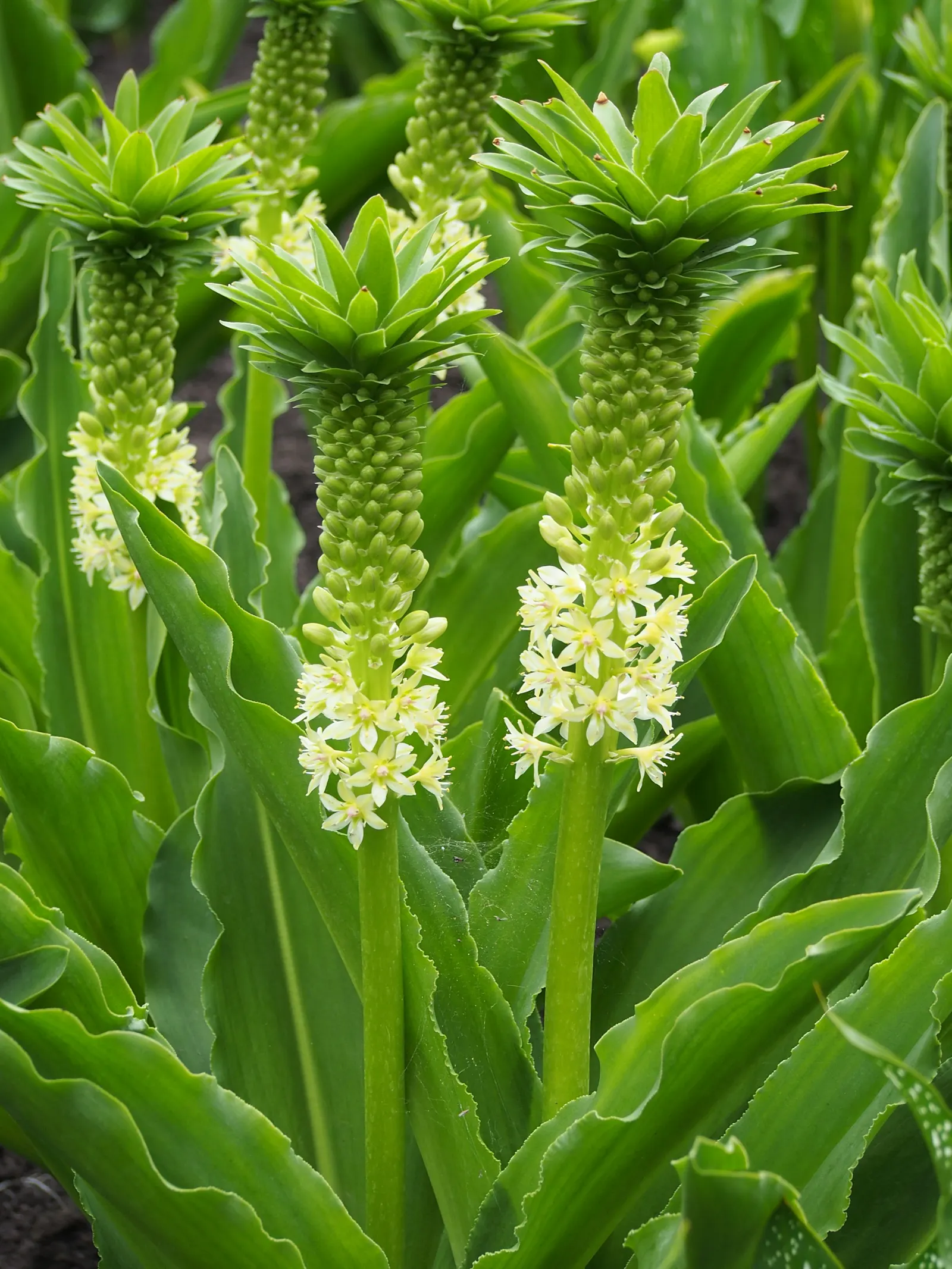 Giant Pineapple Lilly (Eucomis Pallidiflora) — which can serve as an eye-catching focal point in any garden design