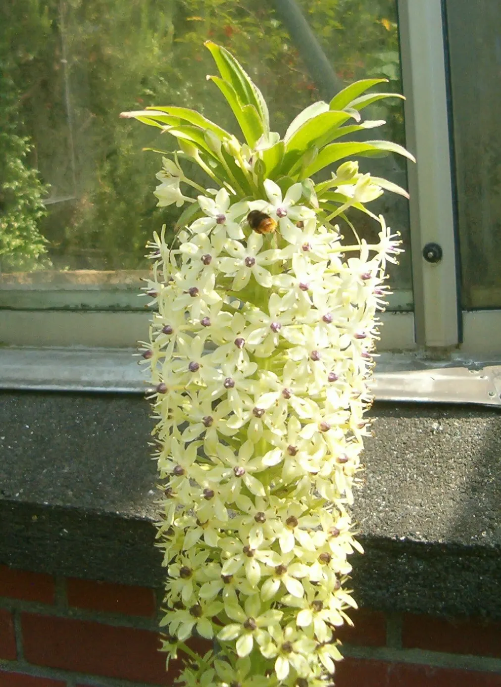 Giant Pineapple Lilly (Eucomis Pallidiflora) — Originating from South Africa