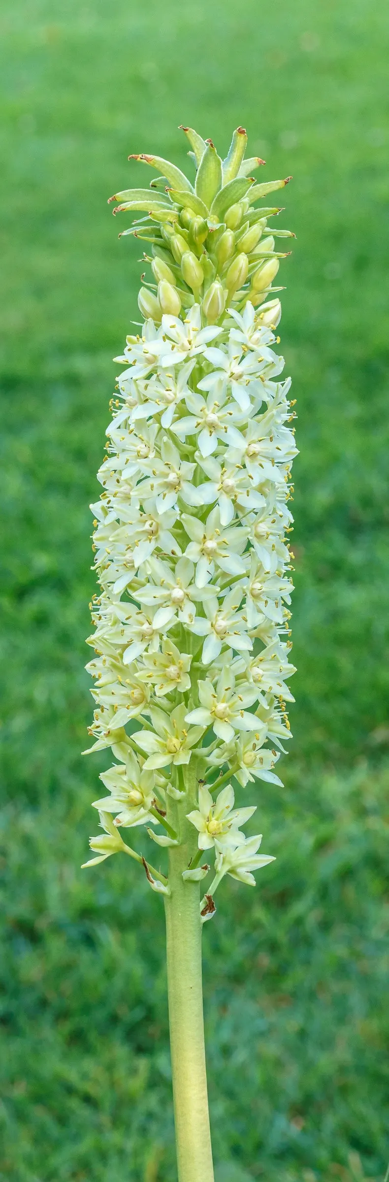 Giant Pineapple Lilly (Eucomis Pallidiflora) — wavy-edged leaves that can grow up to 2 to 3 feet in length