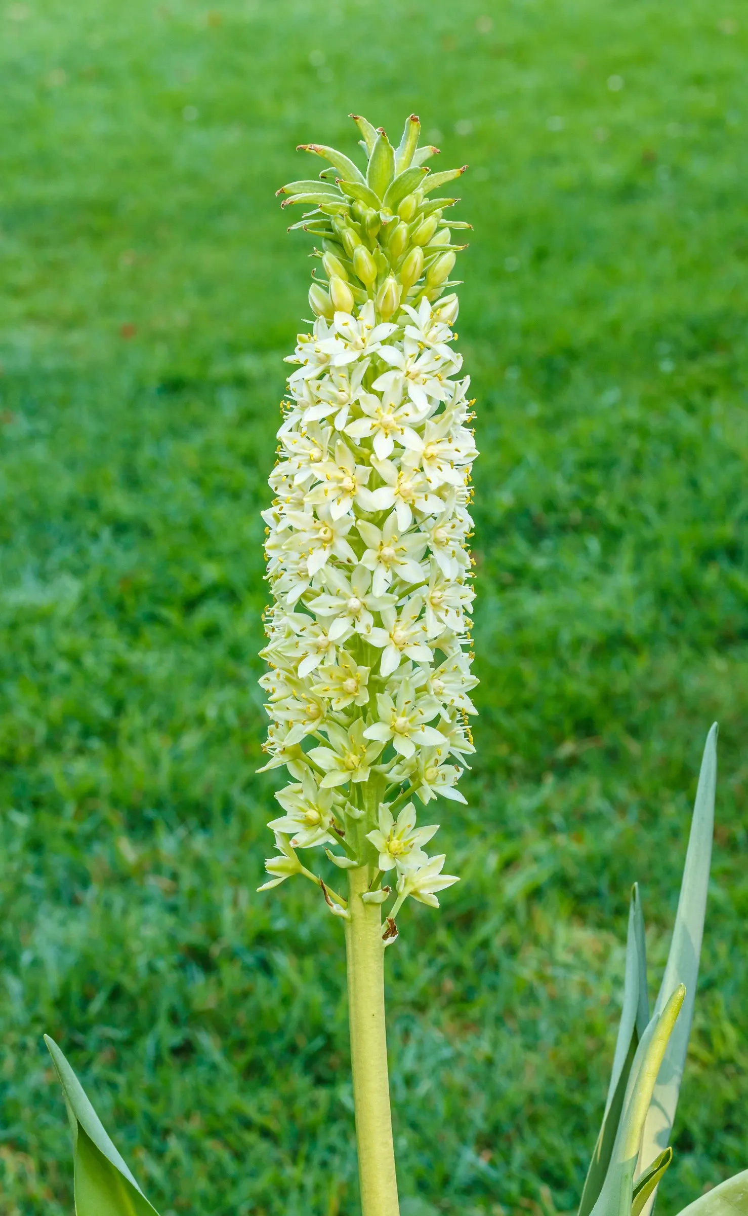 Giant Pineapple Lilly (Eucomis Pallidiflora) — These blossoms typically appear in mid to late summer